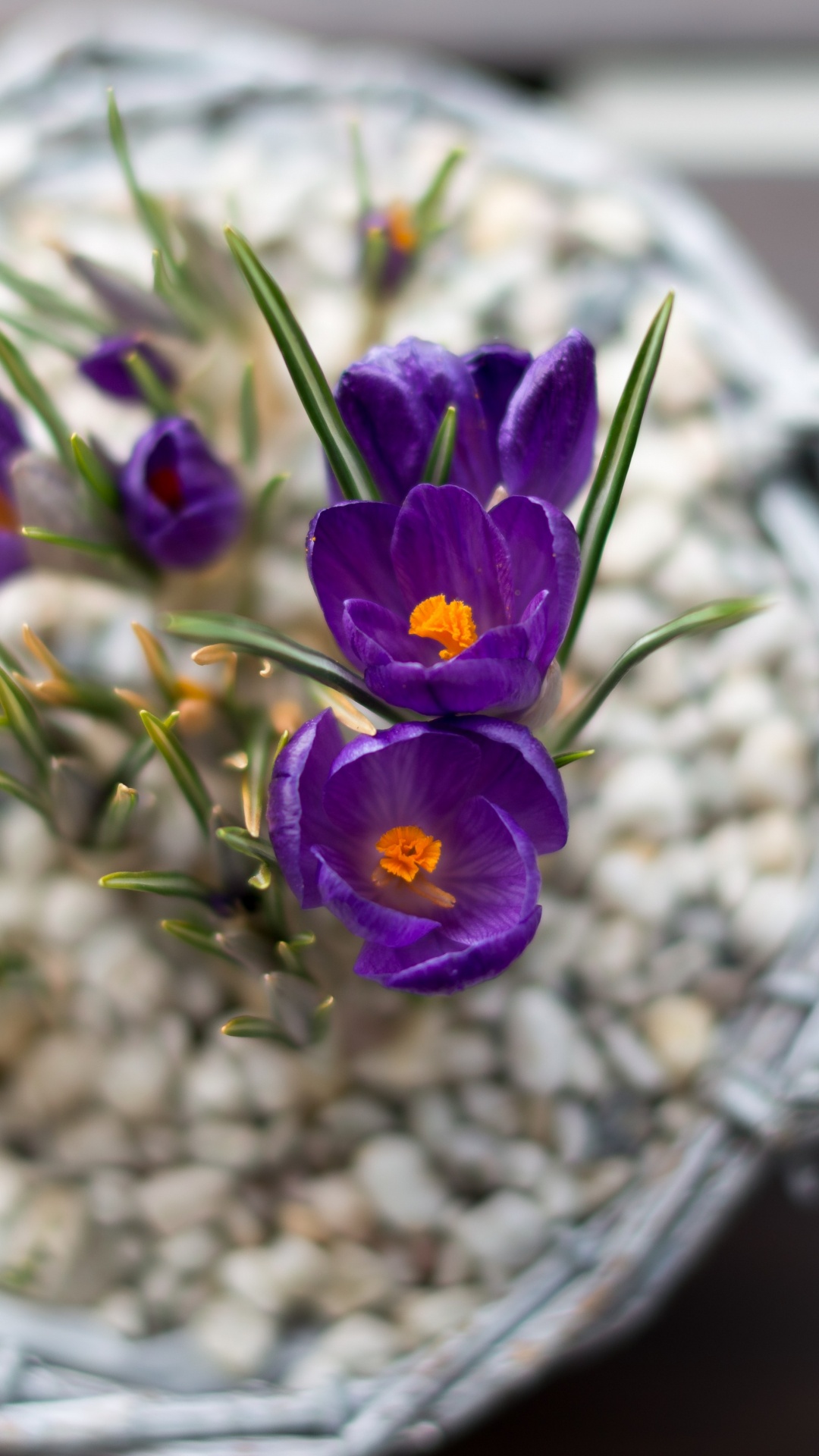 Обои цветочный горшок, цветочный дизайн, цветковое растение, цветок, растение в разрешении 1080x1920