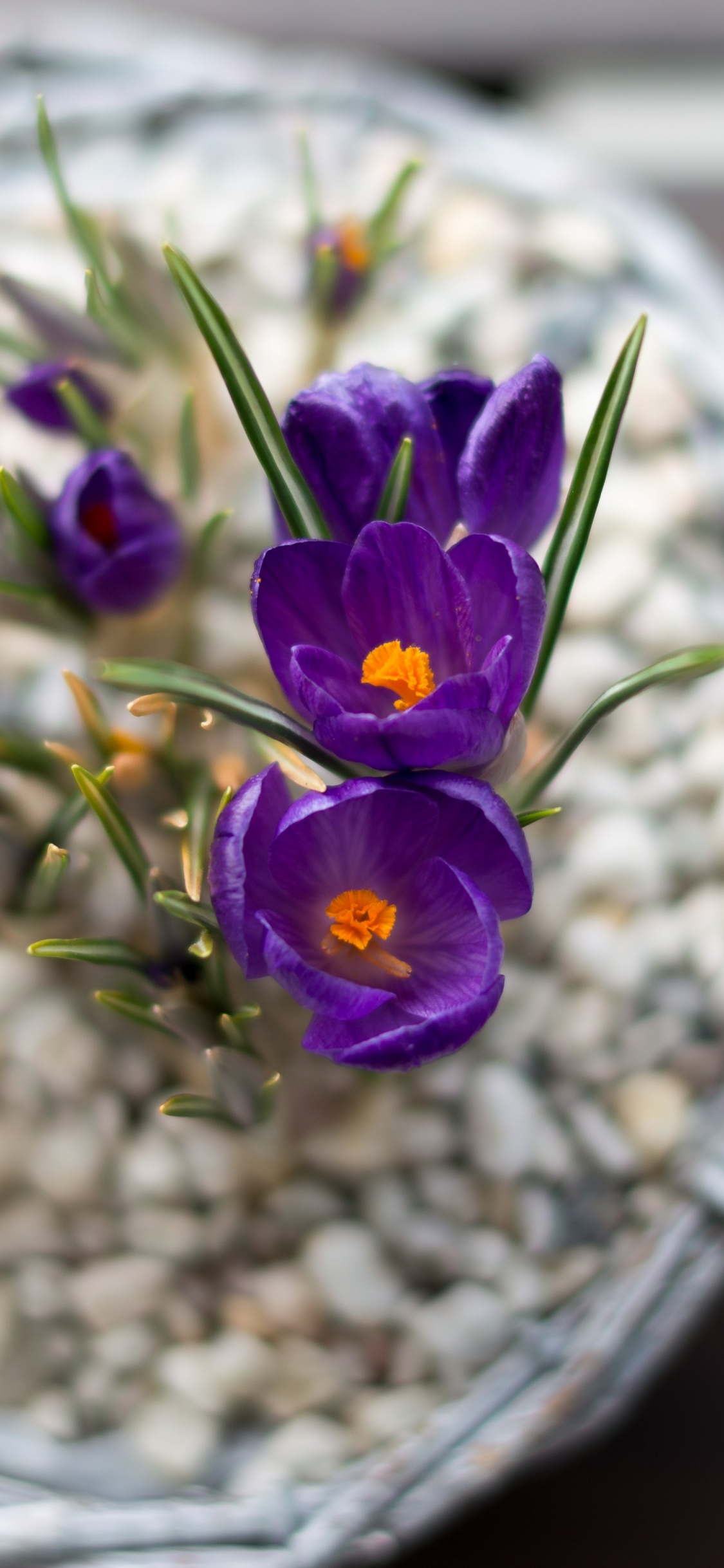 Обои цветочный горшок, цветочный дизайн, цветковое растение, цветок, растение в разрешении 1125x2436