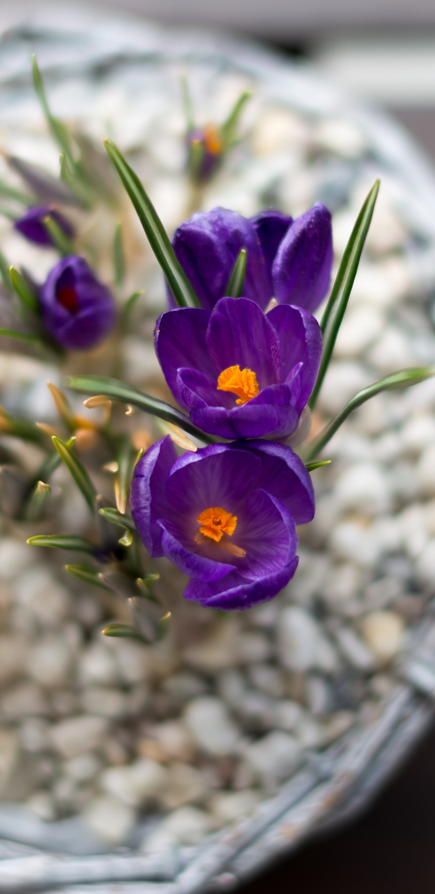 Обои цветочный горшок, цветочный дизайн, цветковое растение, цветок, растение в разрешении 1440x2960