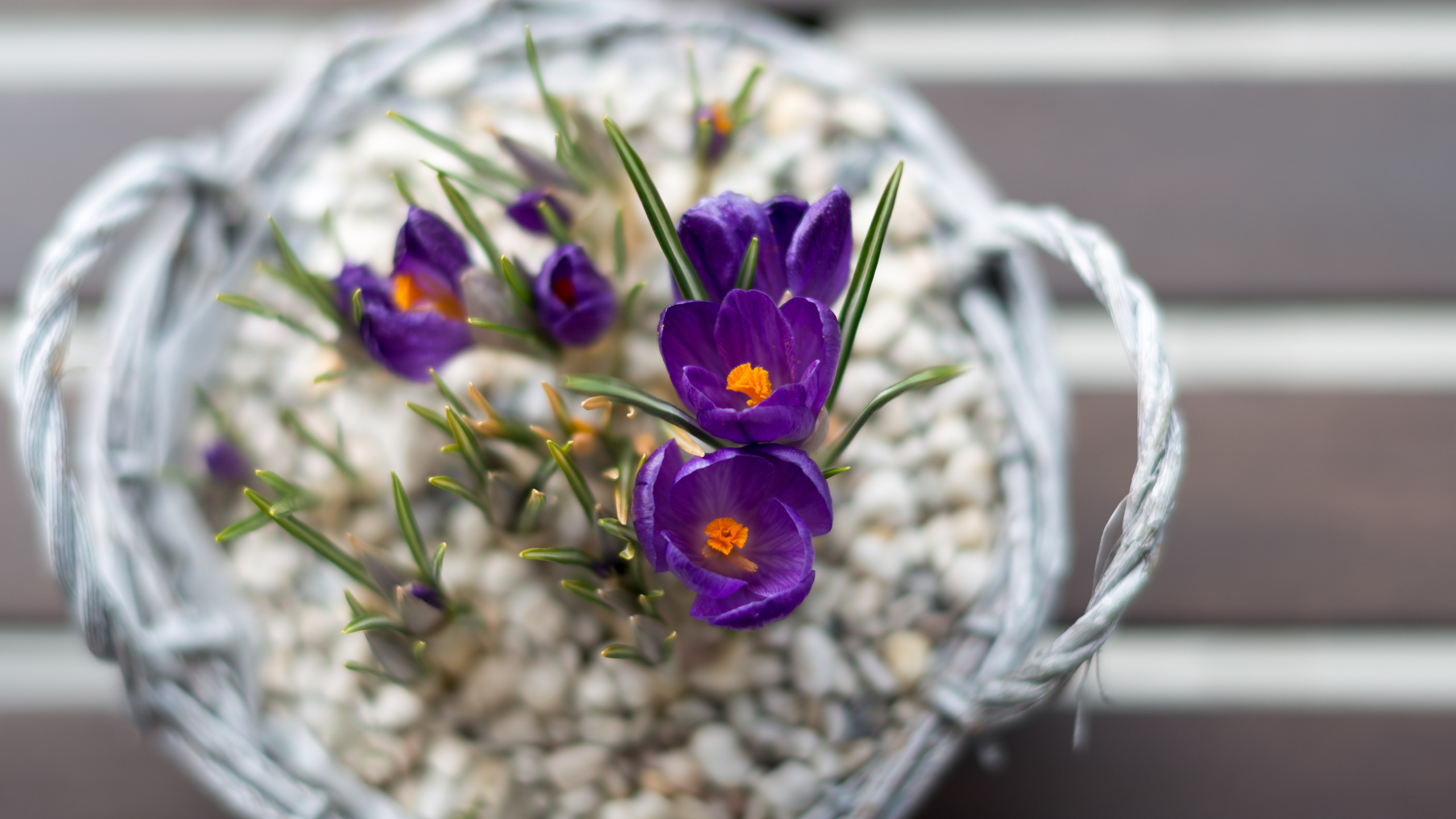 Обои цветочный горшок, цветочный дизайн, цветковое растение, цветок, растение в разрешении 2560x1440