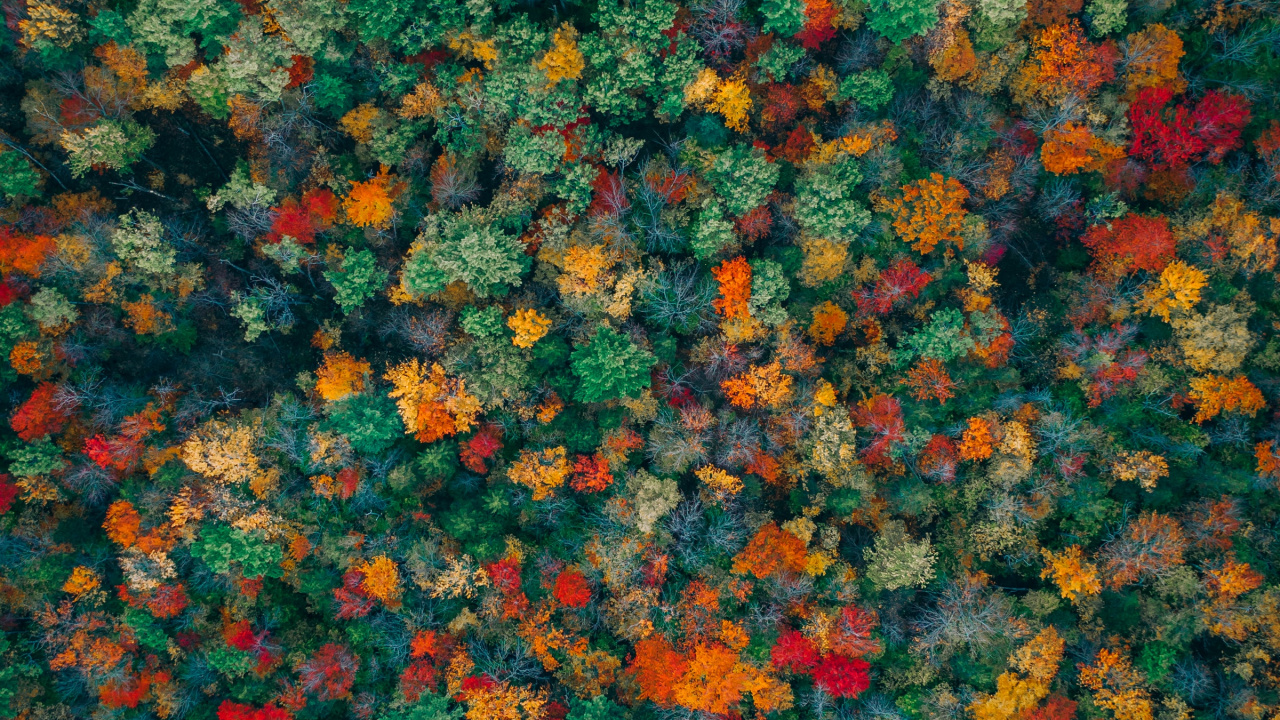 Обои Апельсин, узор, растение, цветок, ткань в разрешении 1280x720