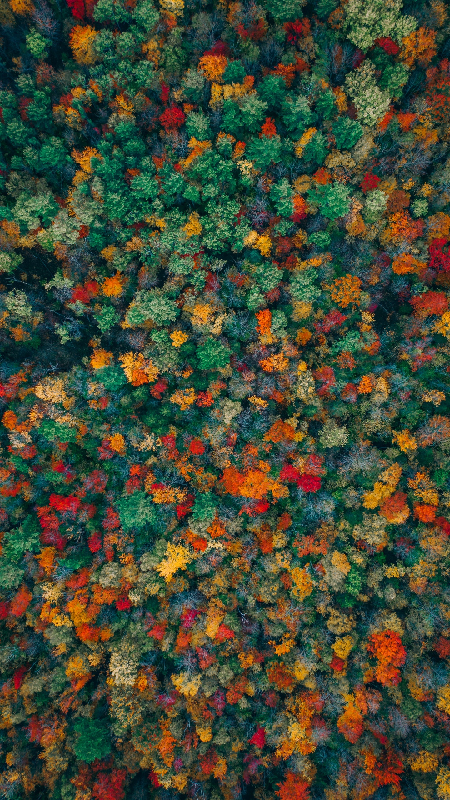 Обои Апельсин, узор, растение, цветок, ткань в разрешении 1440x2560