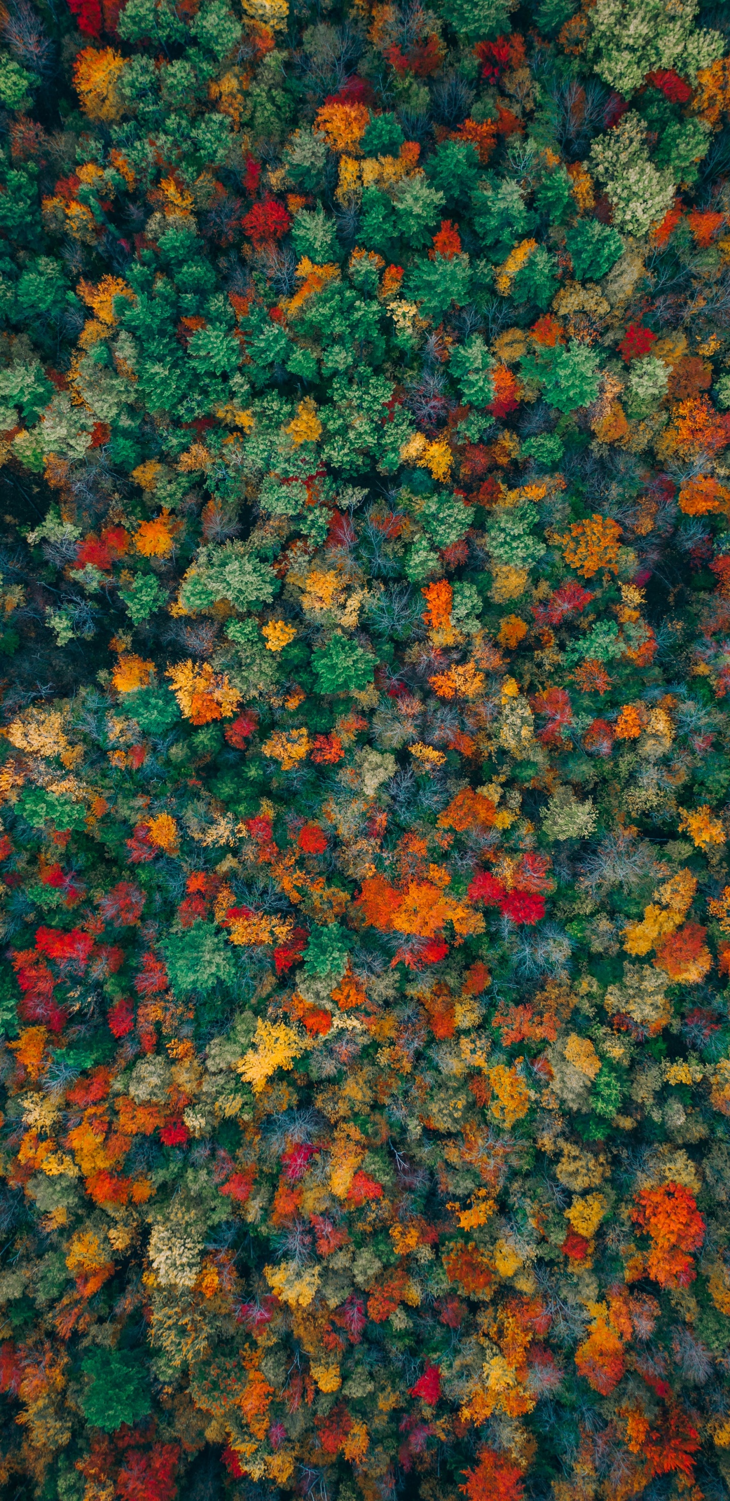 Обои Апельсин, узор, растение, цветок, ткань в разрешении 1440x2960