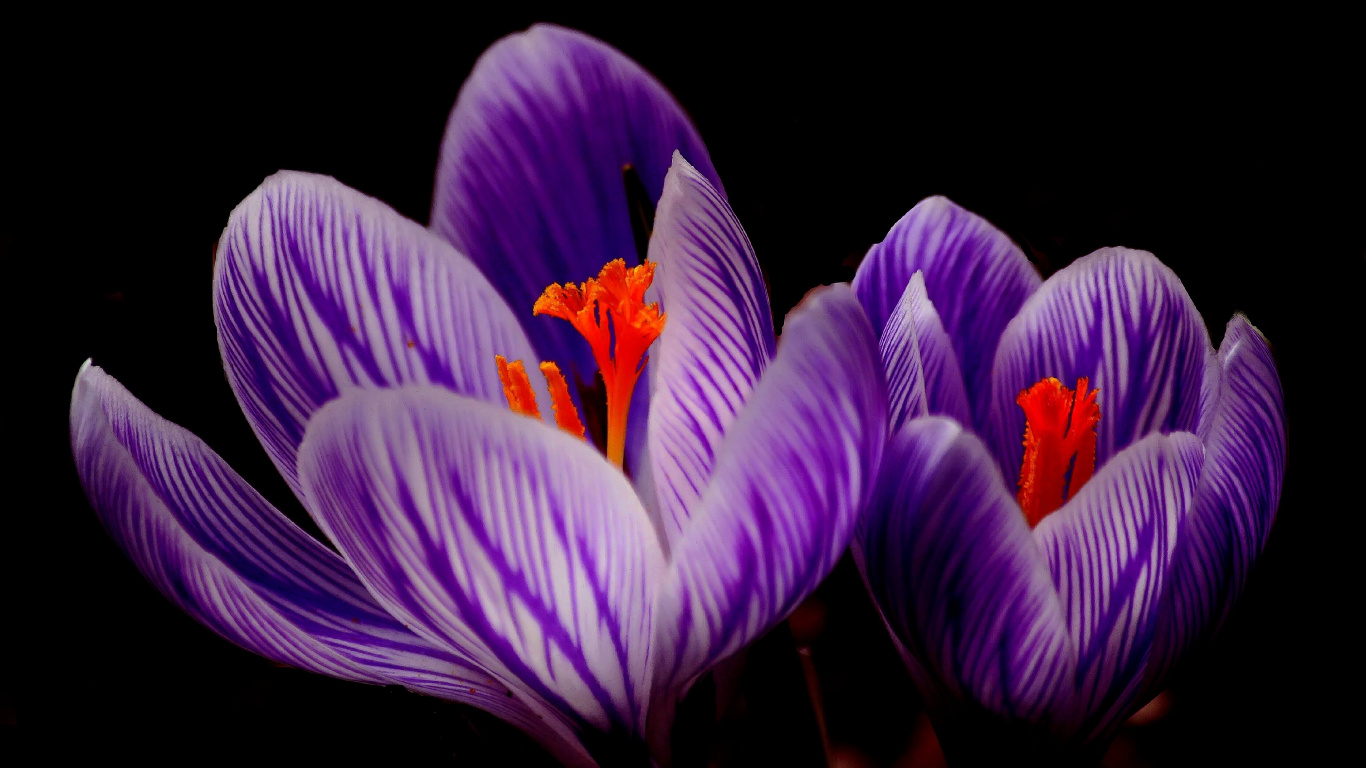 Обои цветок шафрана цветок, цветковое растение, цветок, расцвет, лепесток в разрешении 1366x768