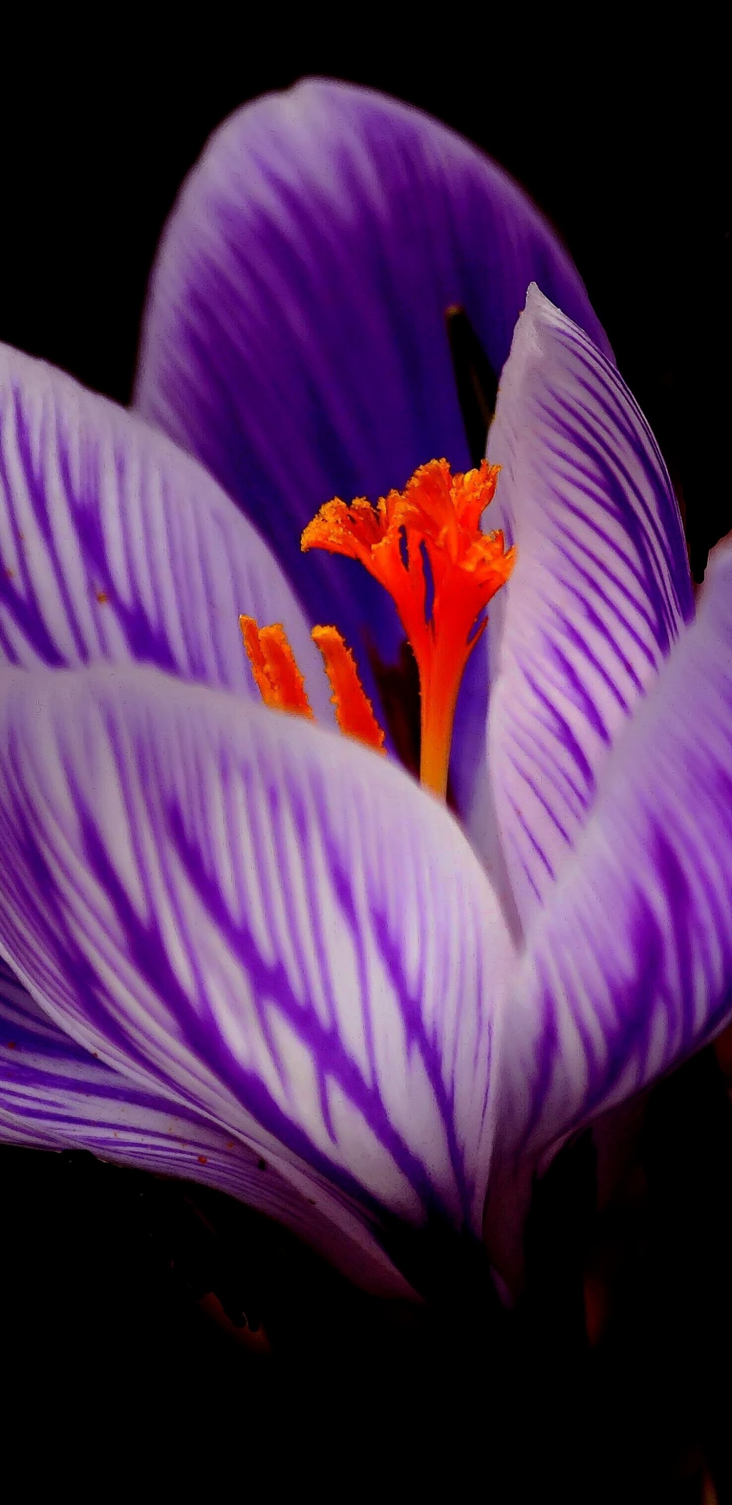 Обои цветок шафрана цветок, цветковое растение, цветок, расцвет, лепесток в разрешении 1440x2960