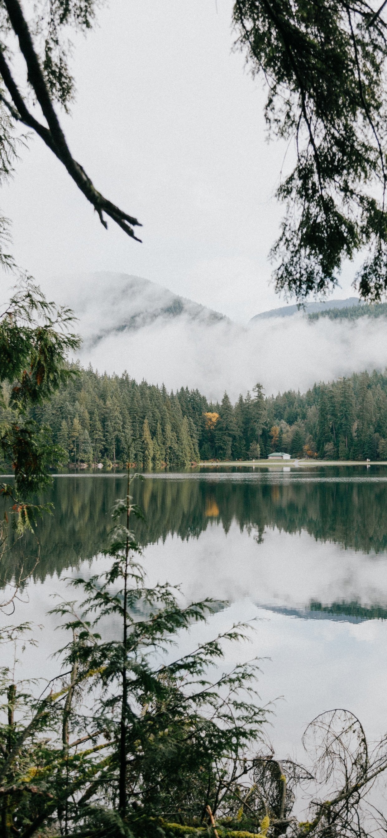 Обои природный заповедник, Озеро Sasamat, растительность, окружающая среда, водоем в разрешении 1242x2688