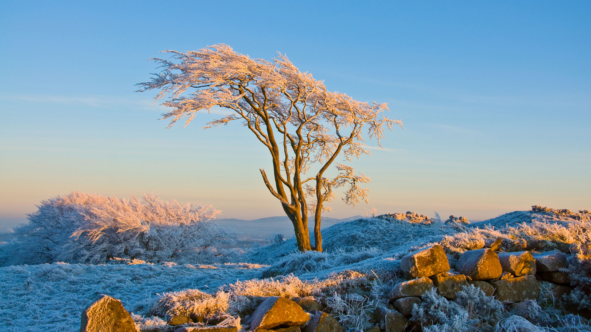 Обои мороз, зима, снег, дерево, замораживание в разрешении 1920x1080