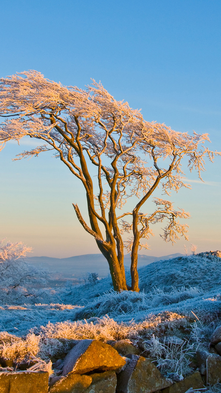 Обои мороз, зима, снег, дерево, замораживание в разрешении 750x1334
