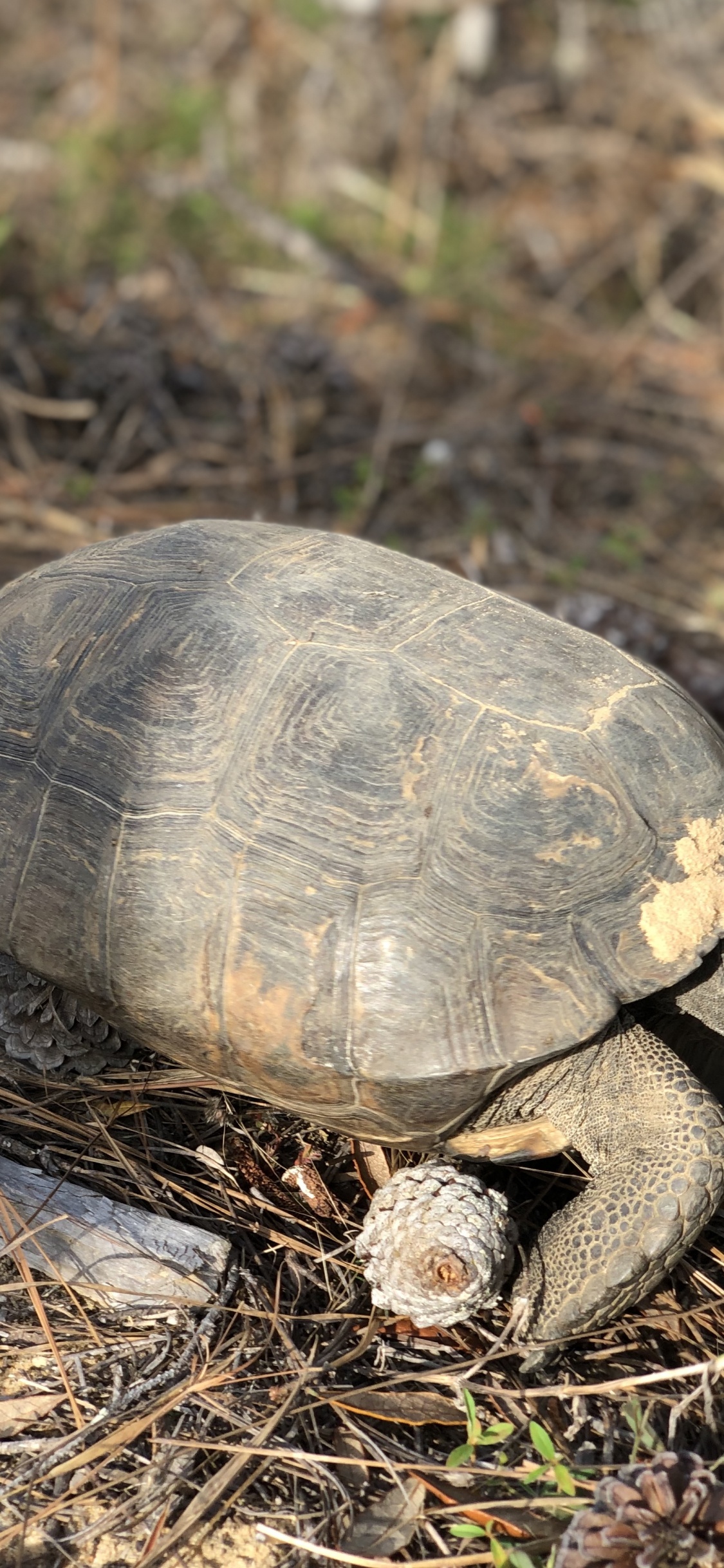 Обои черепаха, каймановая черепаха, коробчатые черепахи, наземные животные, природа в разрешении 1125x2436