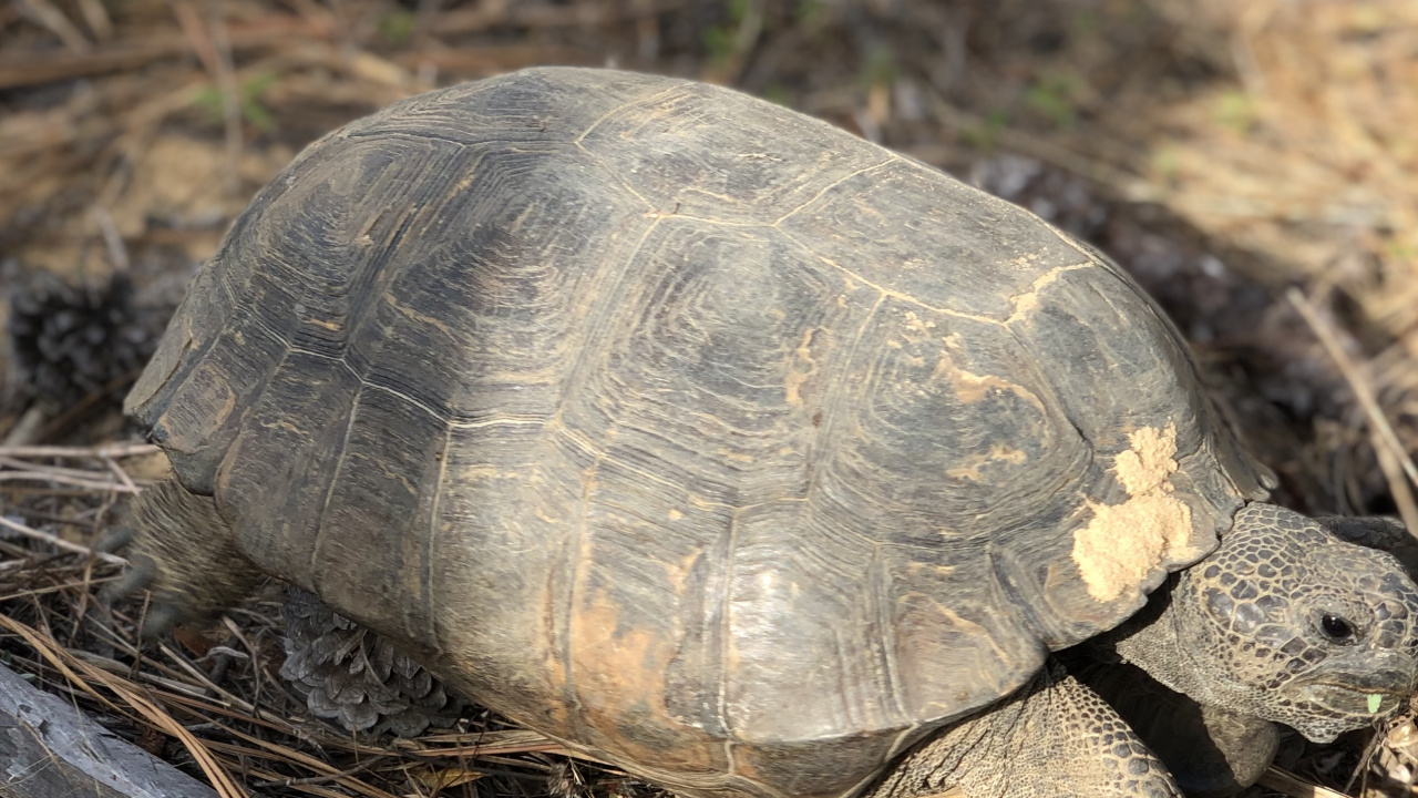 Обои черепаха, каймановая черепаха, коробчатые черепахи, наземные животные, природа в разрешении 1280x720