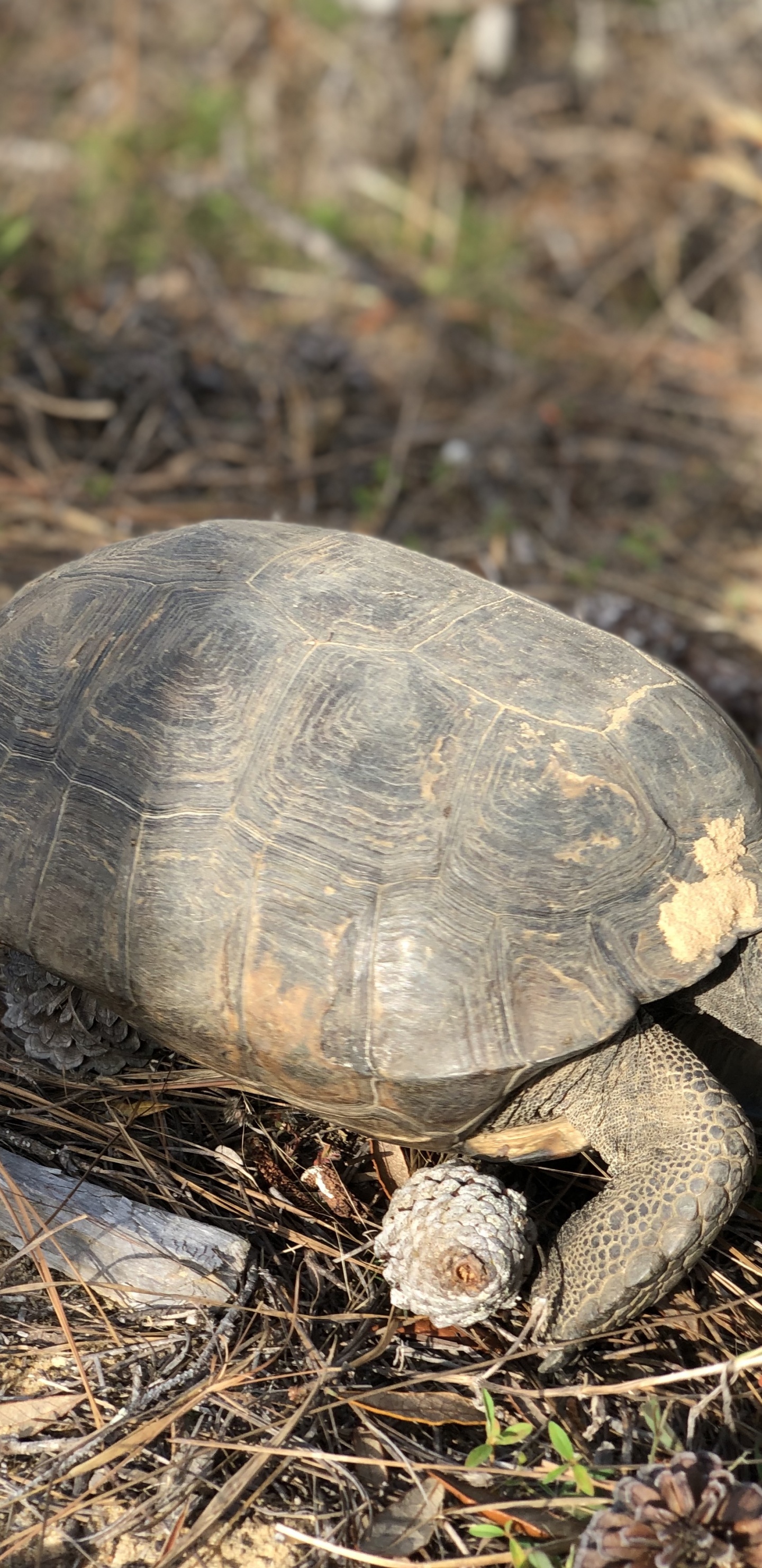 Обои черепаха, каймановая черепаха, коробчатые черепахи, наземные животные, природа в разрешении 1440x2960