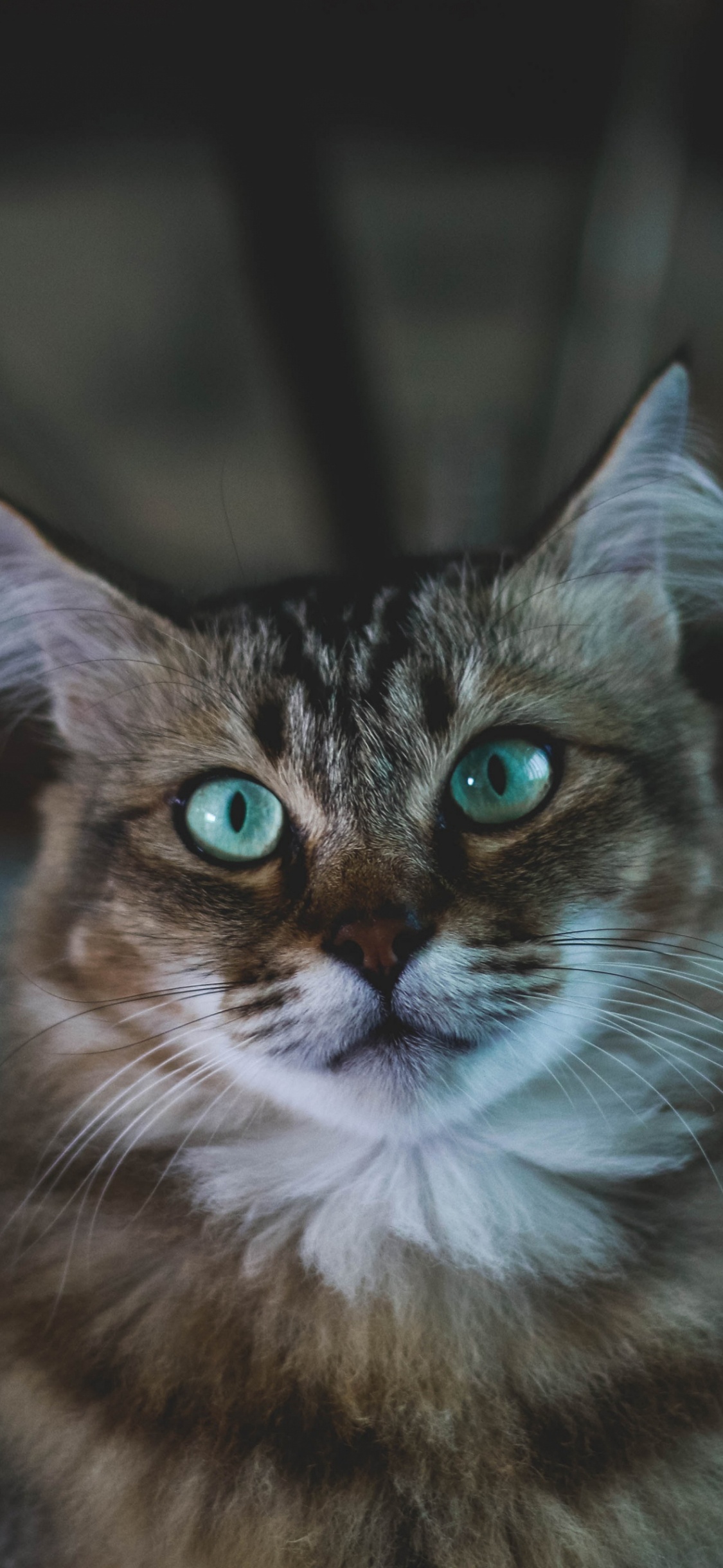 Обои бакенбарды, мейн кун, кошки сфинксы, норвежский лесной кот, абиссинец в разрешении 1125x2436