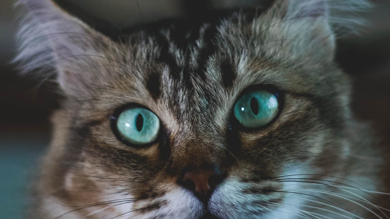 Обои бакенбарды, мейн кун, кошки сфинксы, норвежский лесной кот, абиссинец в разрешении 1366x768