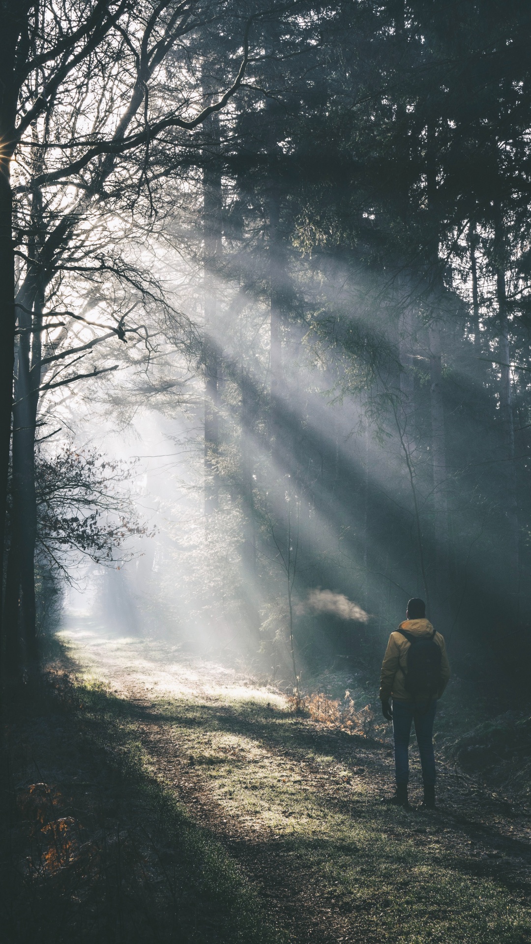 Обои вечер, дымка, небо, окружающая среда, лес в разрешении 1080x1920