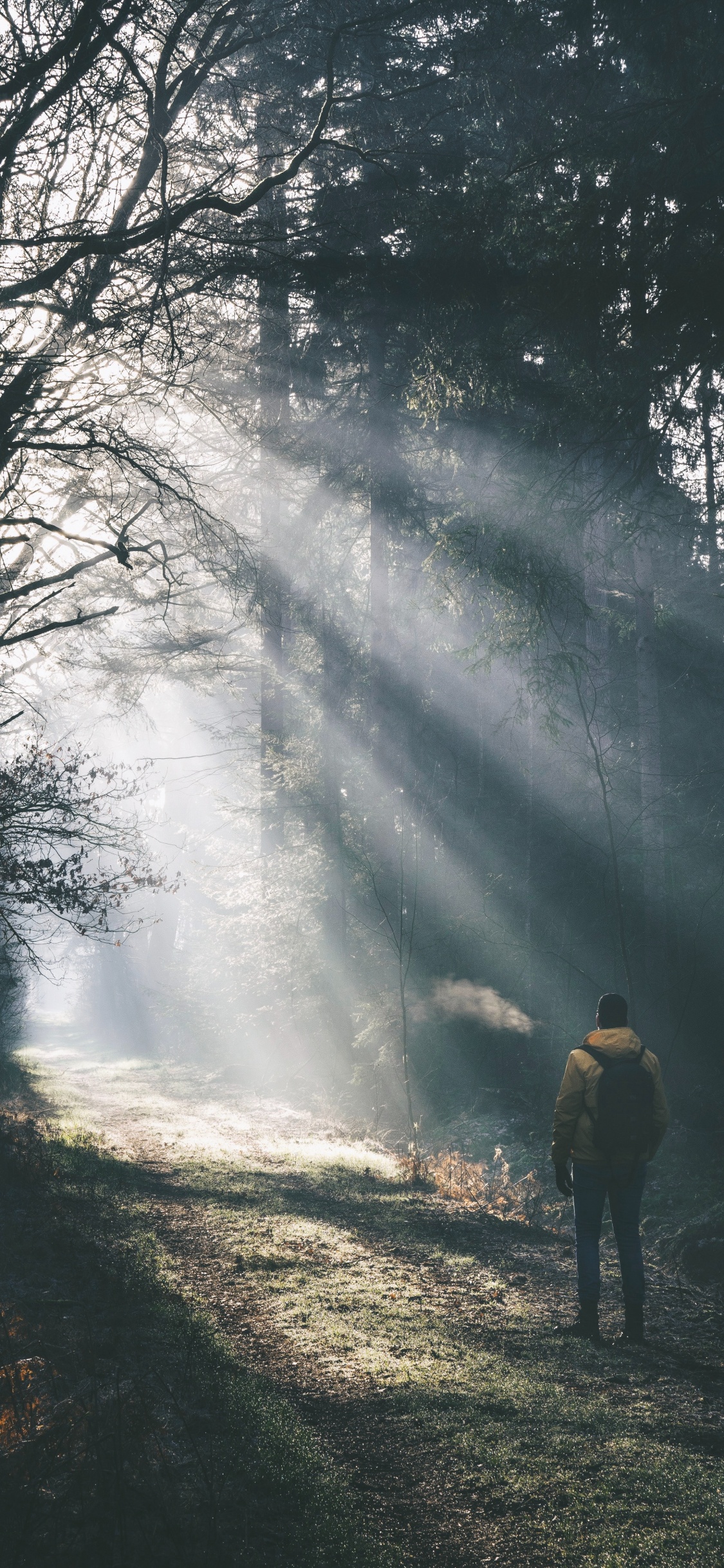 Обои вечер, дымка, небо, окружающая среда, лес в разрешении 1125x2436