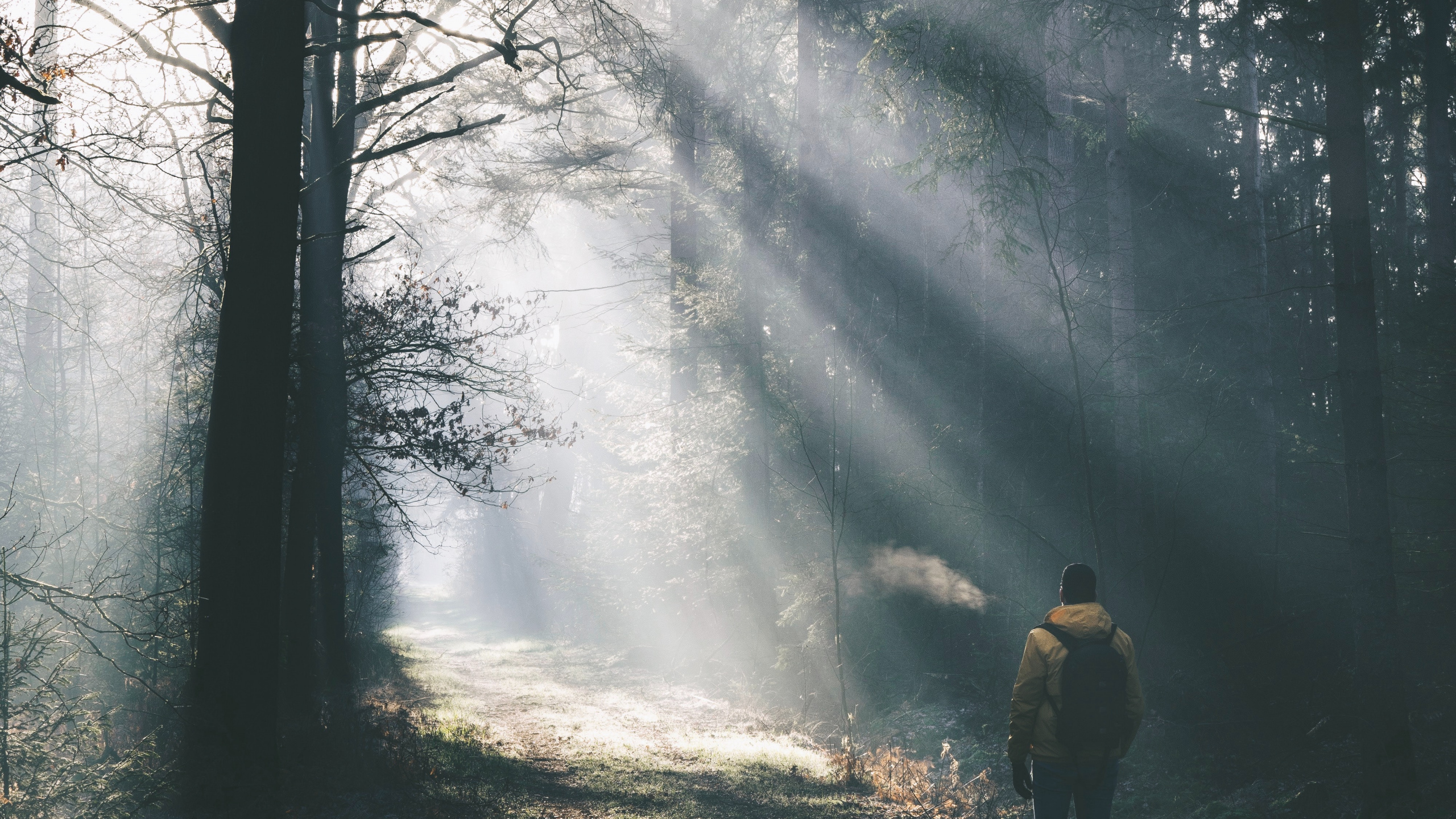 Обои вечер, дымка, небо, окружающая среда, лес в разрешении 2560x1440