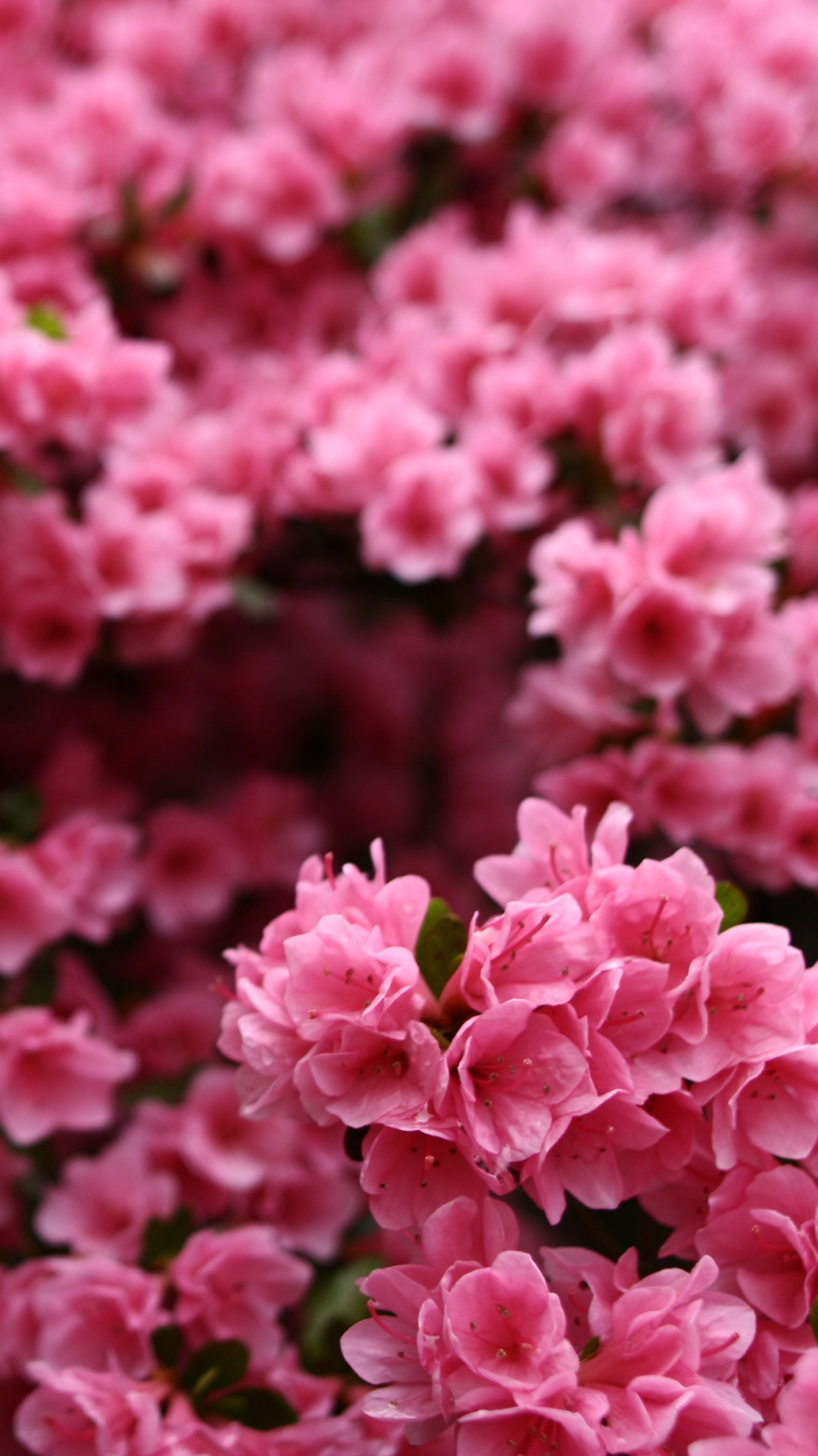 Обои растение, Justaway, цветковое растение, весна, 2019 в разрешении 1080x1920