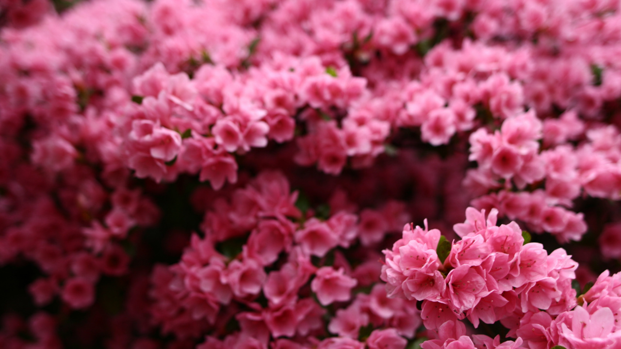 Обои растение, Justaway, цветковое растение, весна, 2019 в разрешении 1280x720