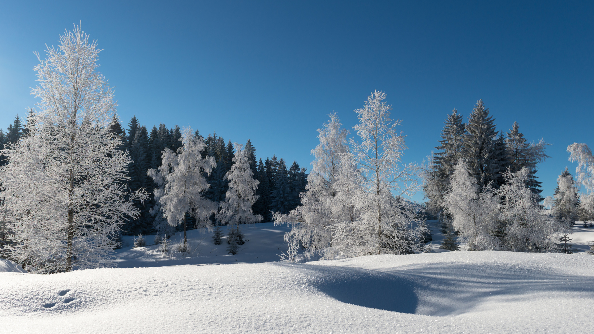 Обои зима, снег, мороз, дерево, природа в разрешении 1920x1080