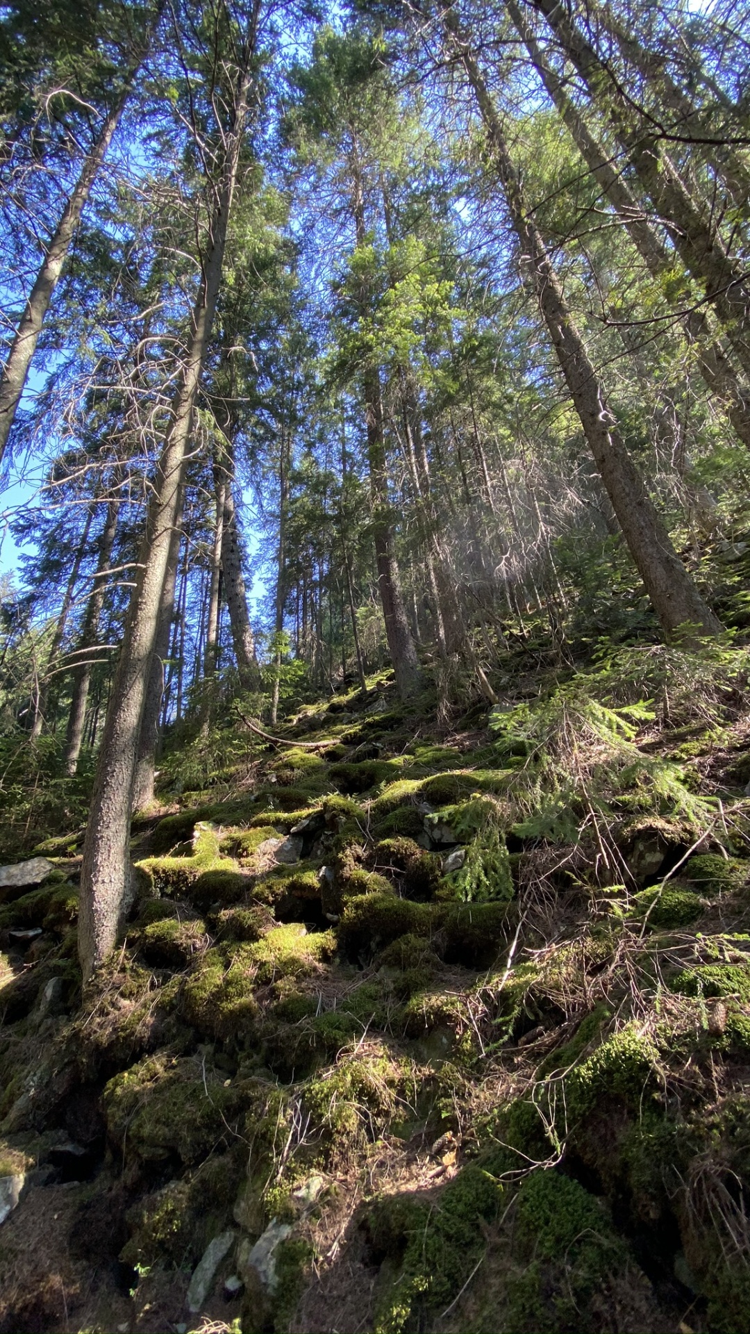 Обои природный заповедник, растительность, природа, окружающая среда, природный ландшафт в разрешении 1080x1920