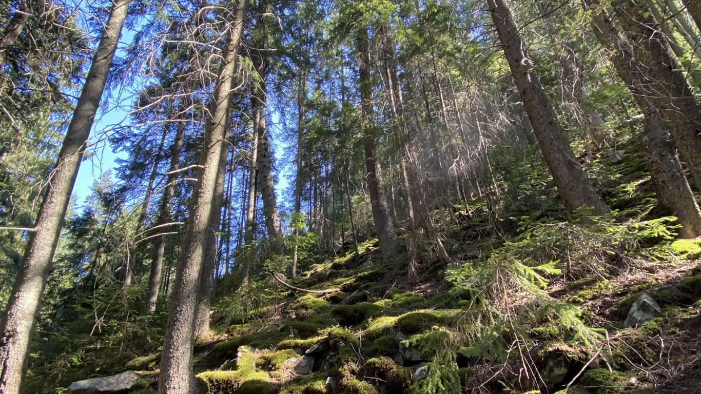 Обои природный заповедник, растительность, природа, окружающая среда, природный ландшафт в разрешении 1366x768