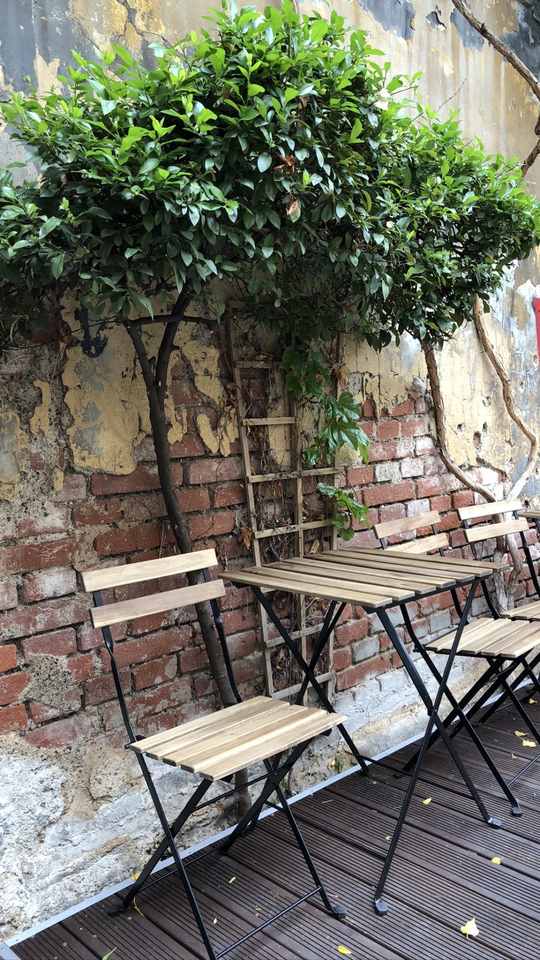 Обои дерево, мебель, таблица, открытый стол, уличная мебель в разрешении 1080x1920