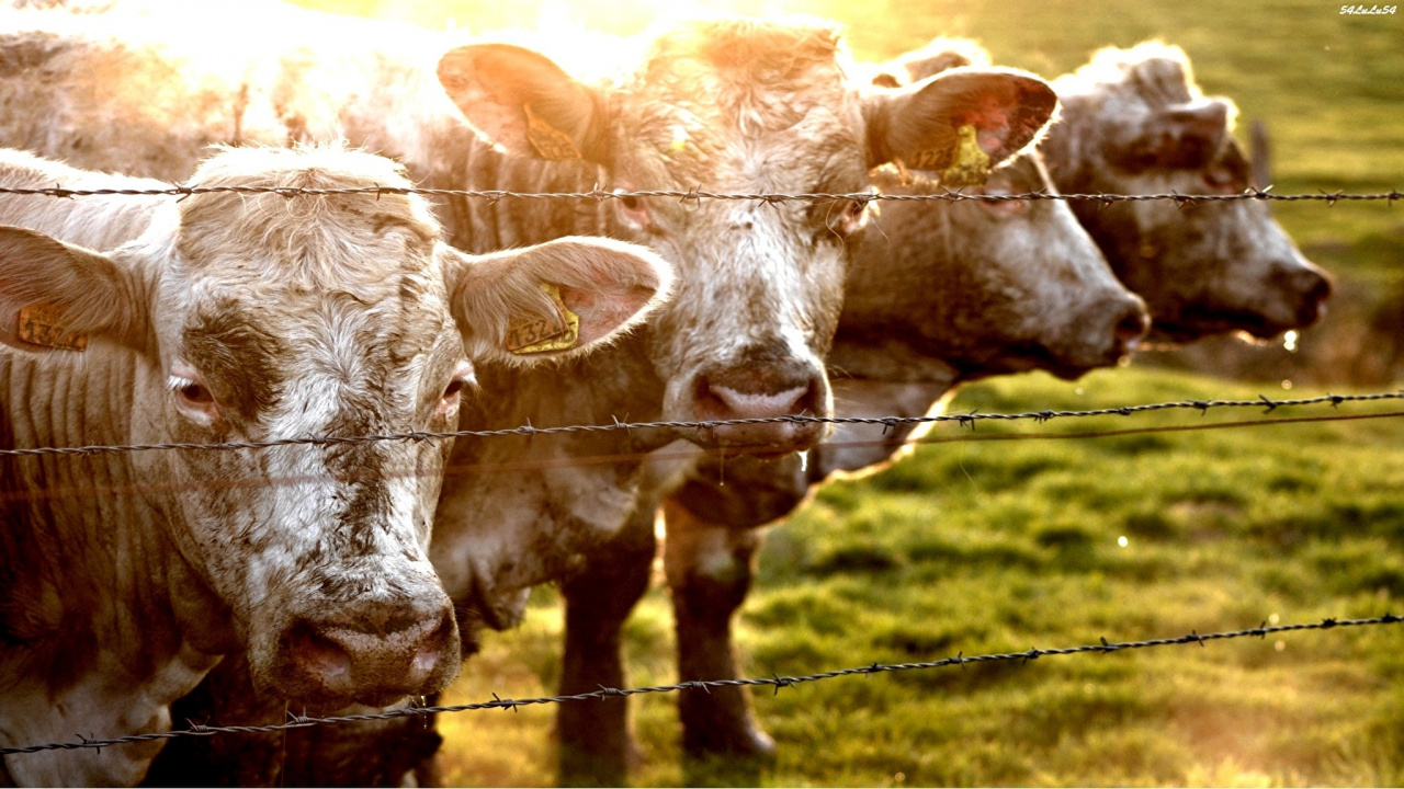 Обои выгон, рог, морда, молочная корова, домашний скот в разрешении 1280x720