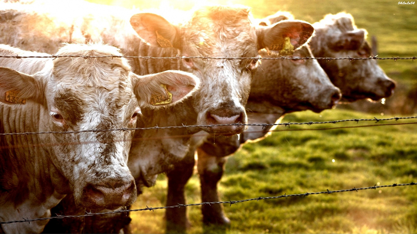 Обои выгон, рог, морда, молочная корова, домашний скот в разрешении 1366x768