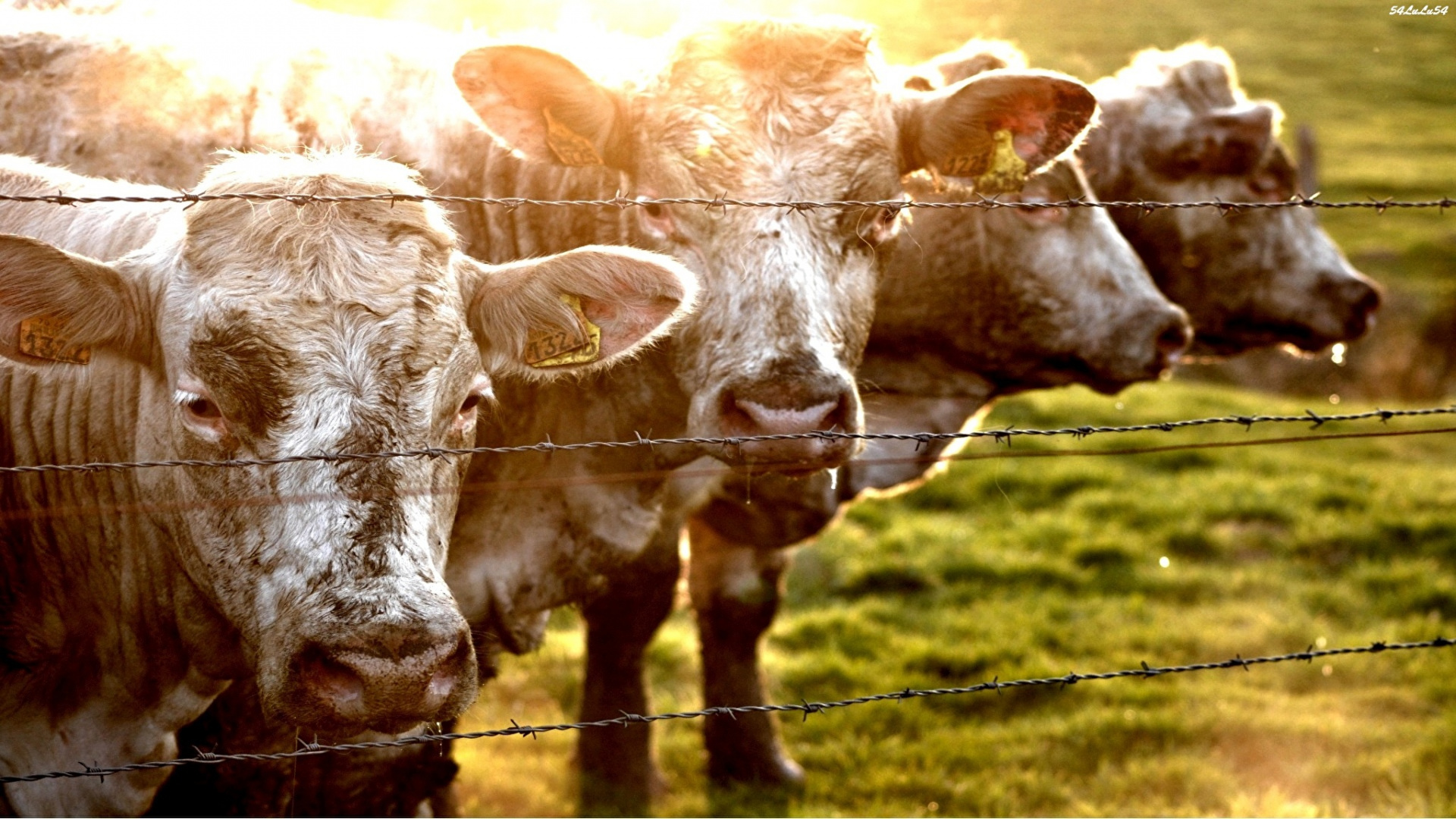 Обои выгон, рог, морда, молочная корова, домашний скот в разрешении 1920x1080