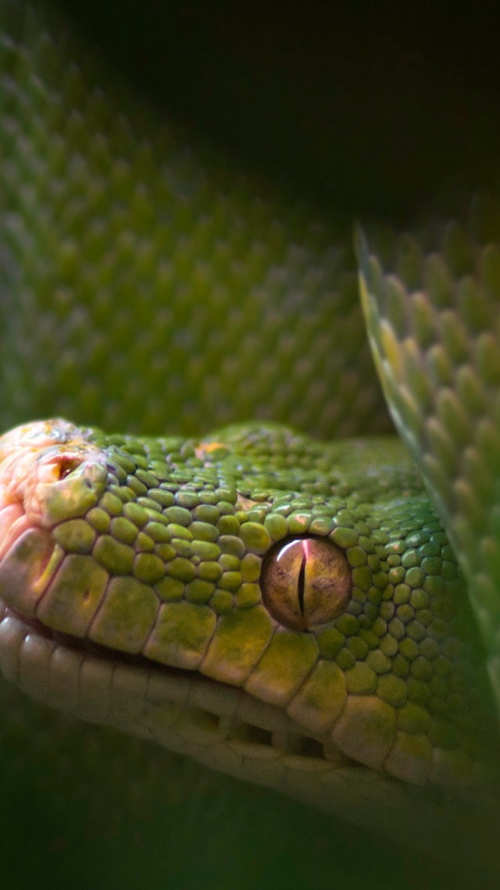 Обои пресмыкающееся, масштабных рептилий, змей, Мамба, рептилия в разрешении 720x1280