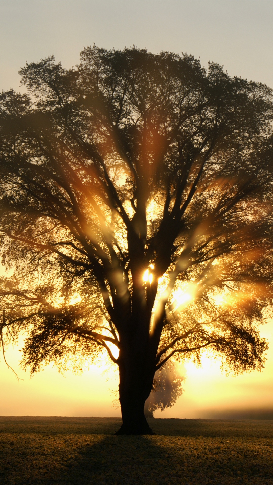 Обои солнечный свет, дерево, дуб, утро, восход солнца в разрешении 1080x1920