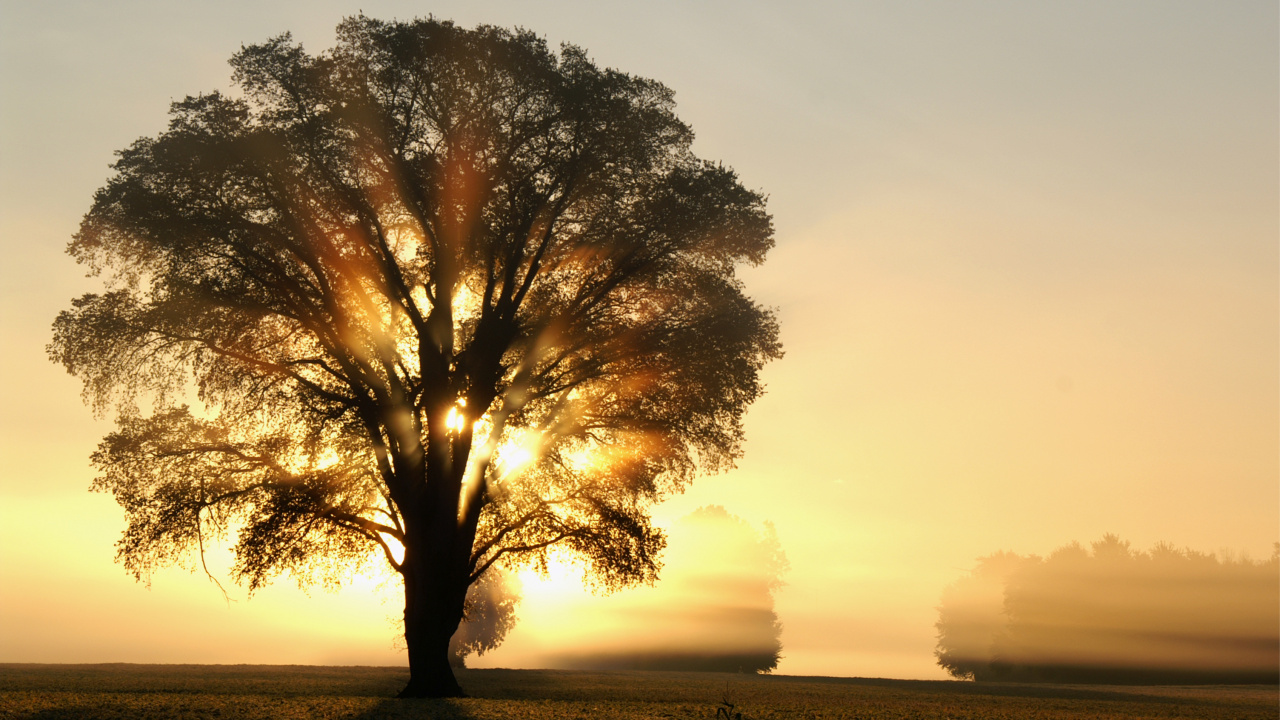 Обои солнечный свет, дерево, дуб, утро, восход солнца в разрешении 1280x720