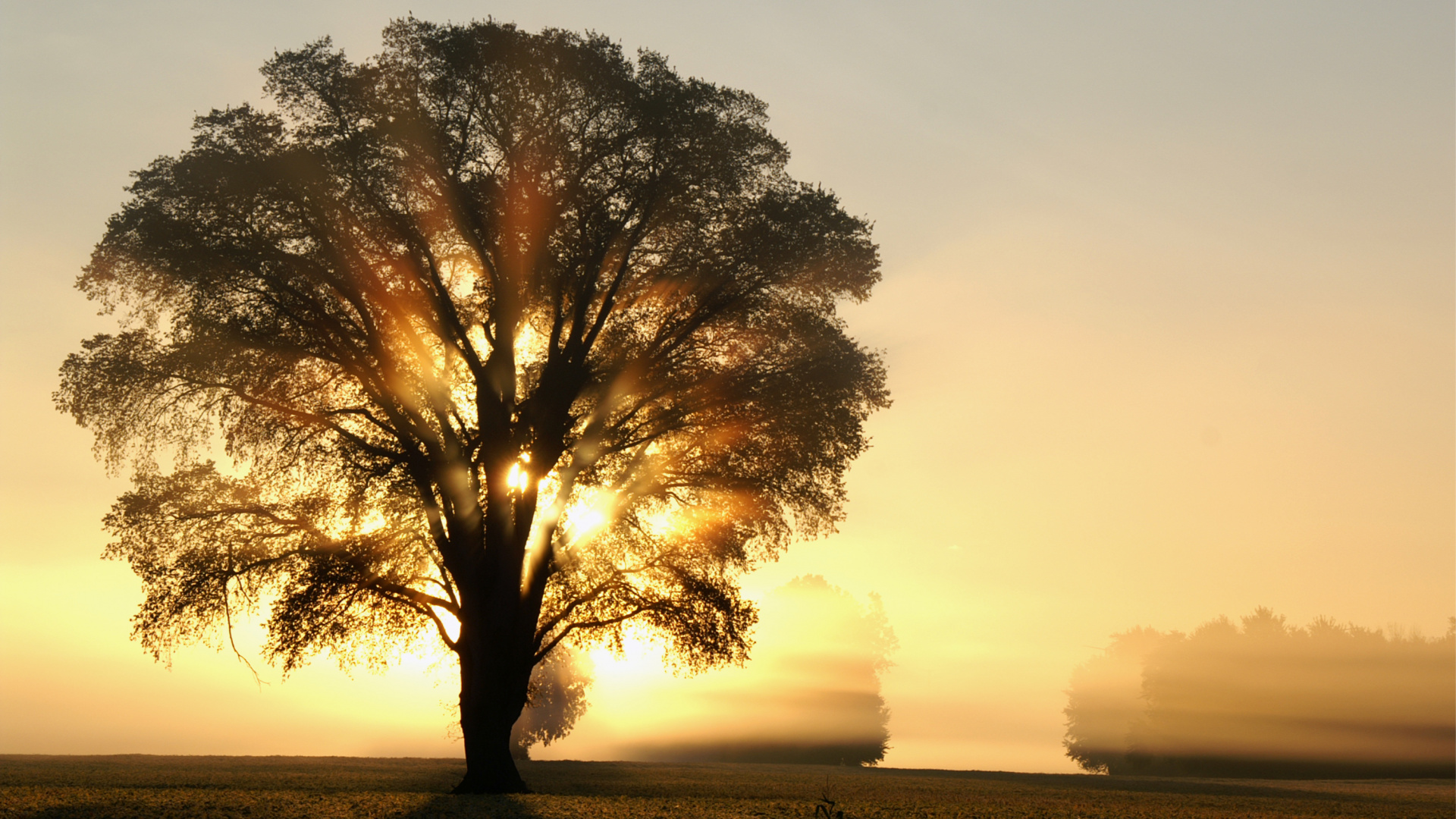 Обои солнечный свет, дерево, дуб, утро, восход солнца в разрешении 1920x1080