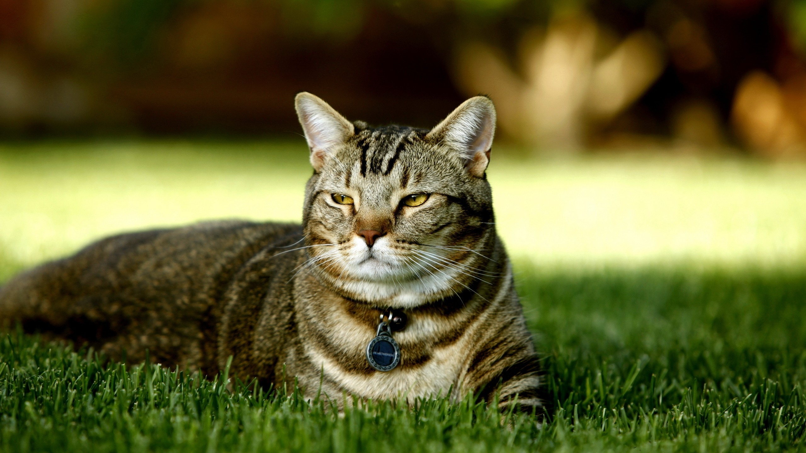 Обои полосатый кот, котенок, фауна, зеленый, ли дракон в разрешении 2560x1440