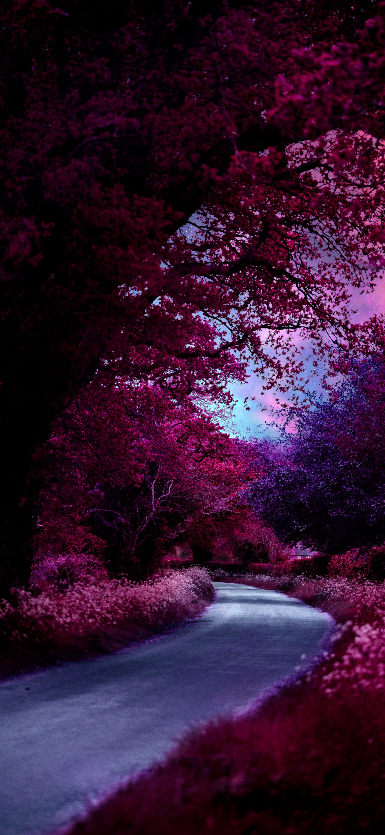 Обои природа, растение, вода, пурпур, природный ландшафт в разрешении 1242x2688