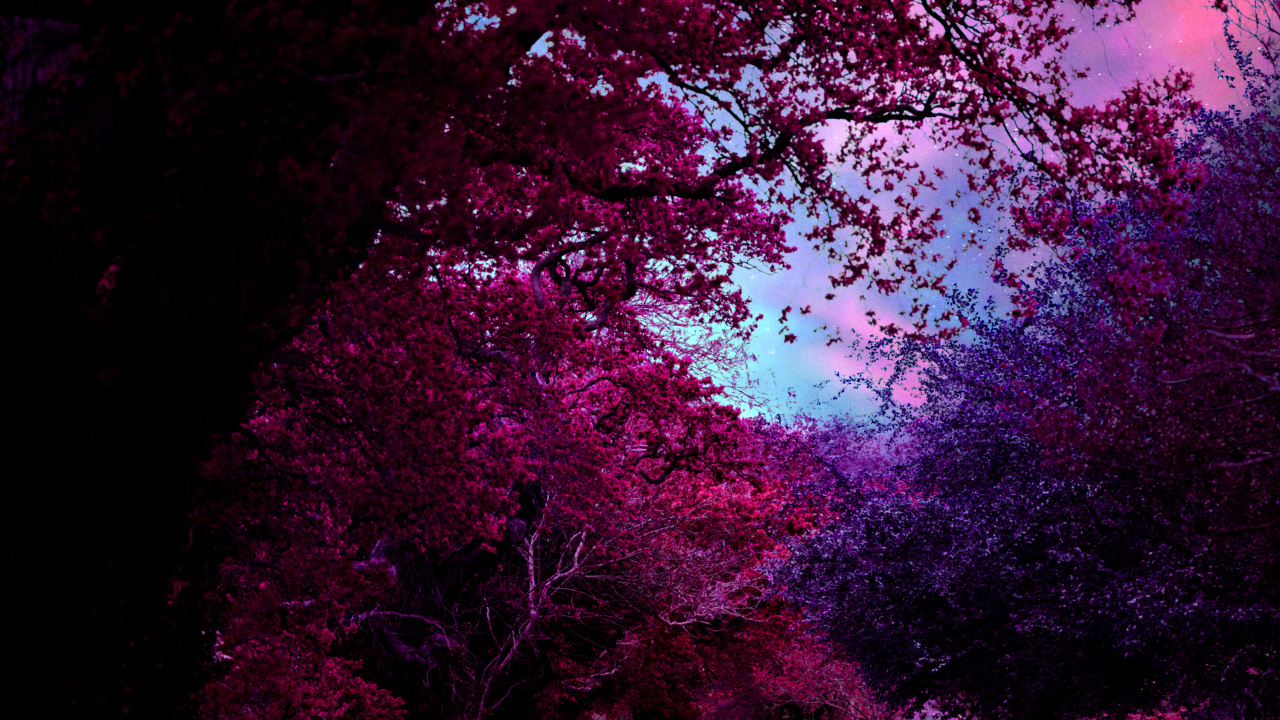 Обои природа, растение, вода, пурпур, природный ландшафт в разрешении 1280x720