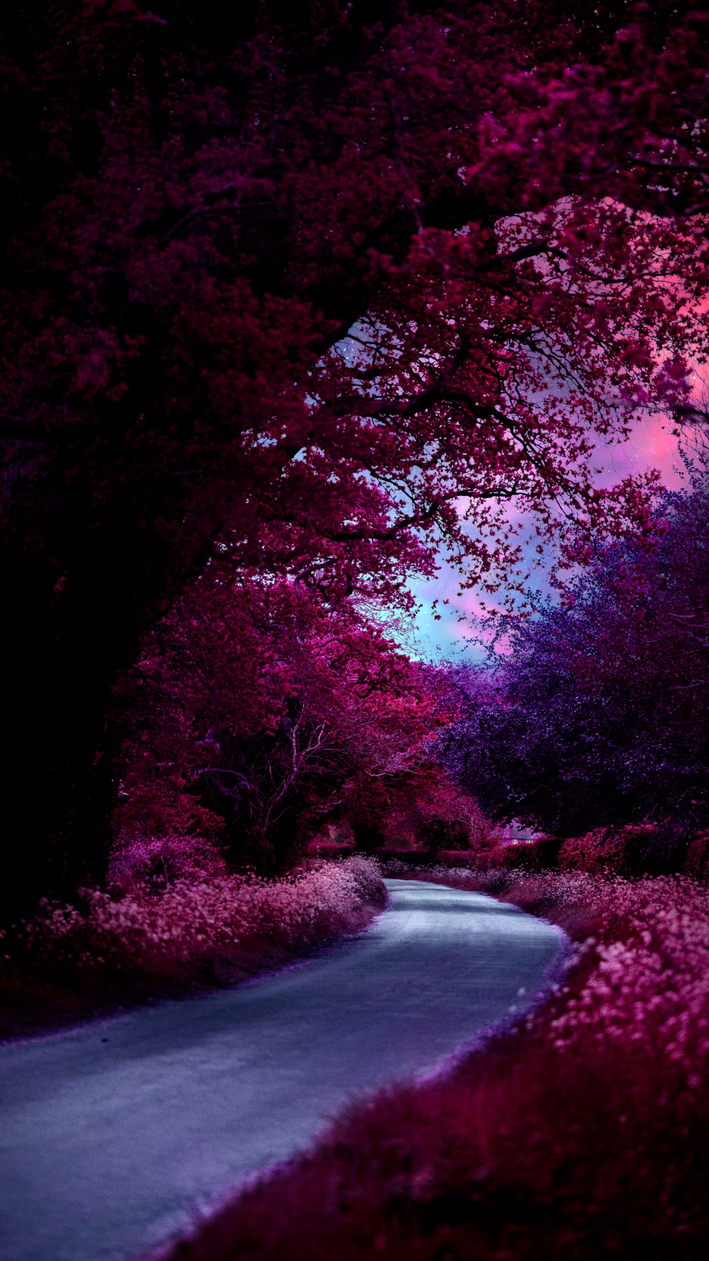 Обои природа, растение, вода, пурпур, природный ландшафт в разрешении 1440x2560