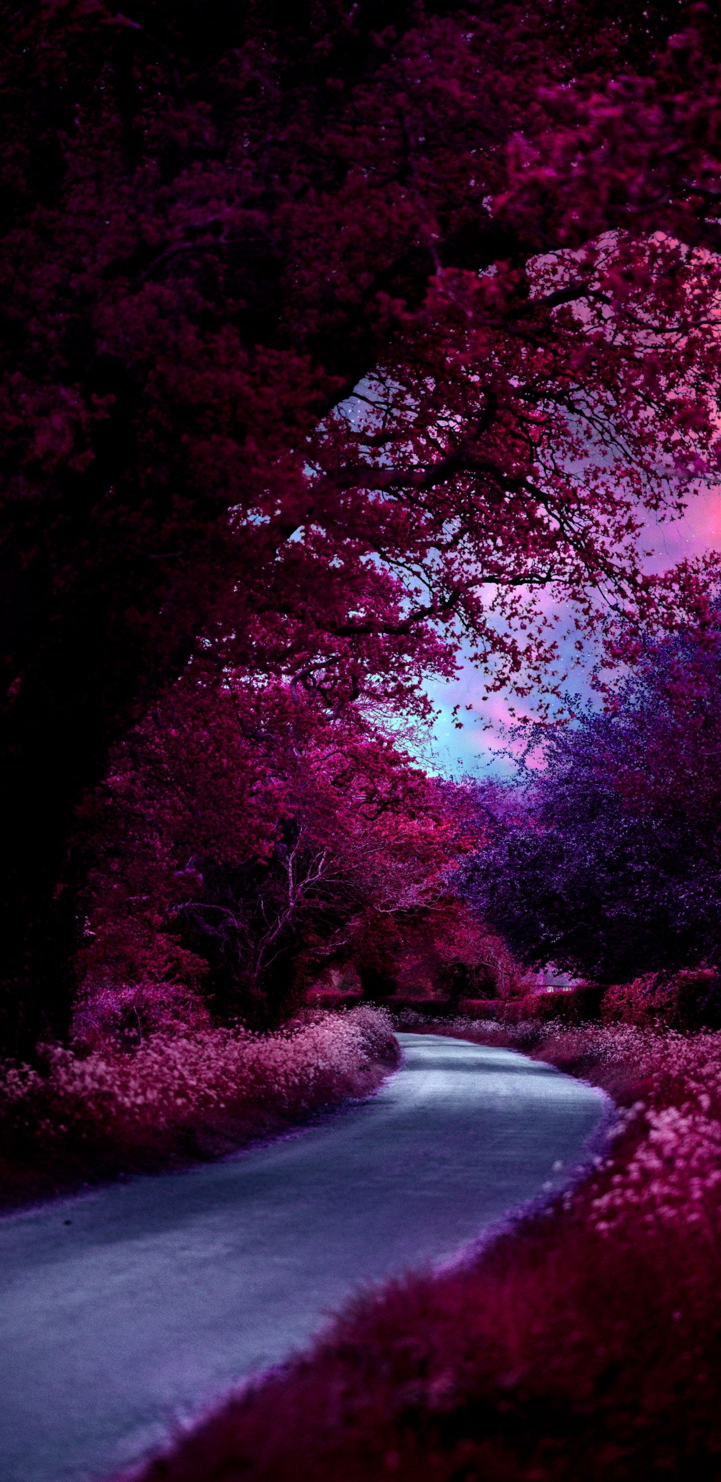 Обои природа, растение, вода, пурпур, природный ландшафт в разрешении 1440x2960