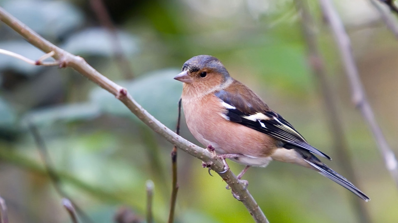 Обои зяблик, птица, клюв, юрок, живая природа в разрешении 1366x768