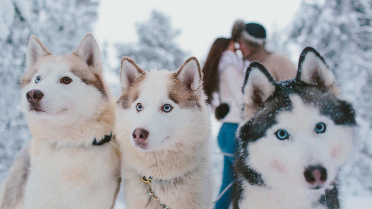 Обои Сахалинская хаски, Себирская Хаски, канадская эскимосская собака, Западно Сибирская лайка, аляскинский маламут в разрешении 1280x720