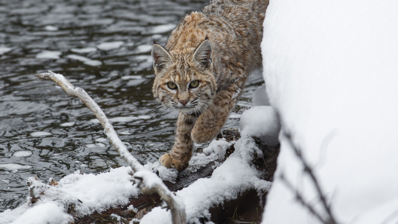 Обои кошачьих, рысь, Евразийская рысь, живая природа, снег в разрешении 1280x720