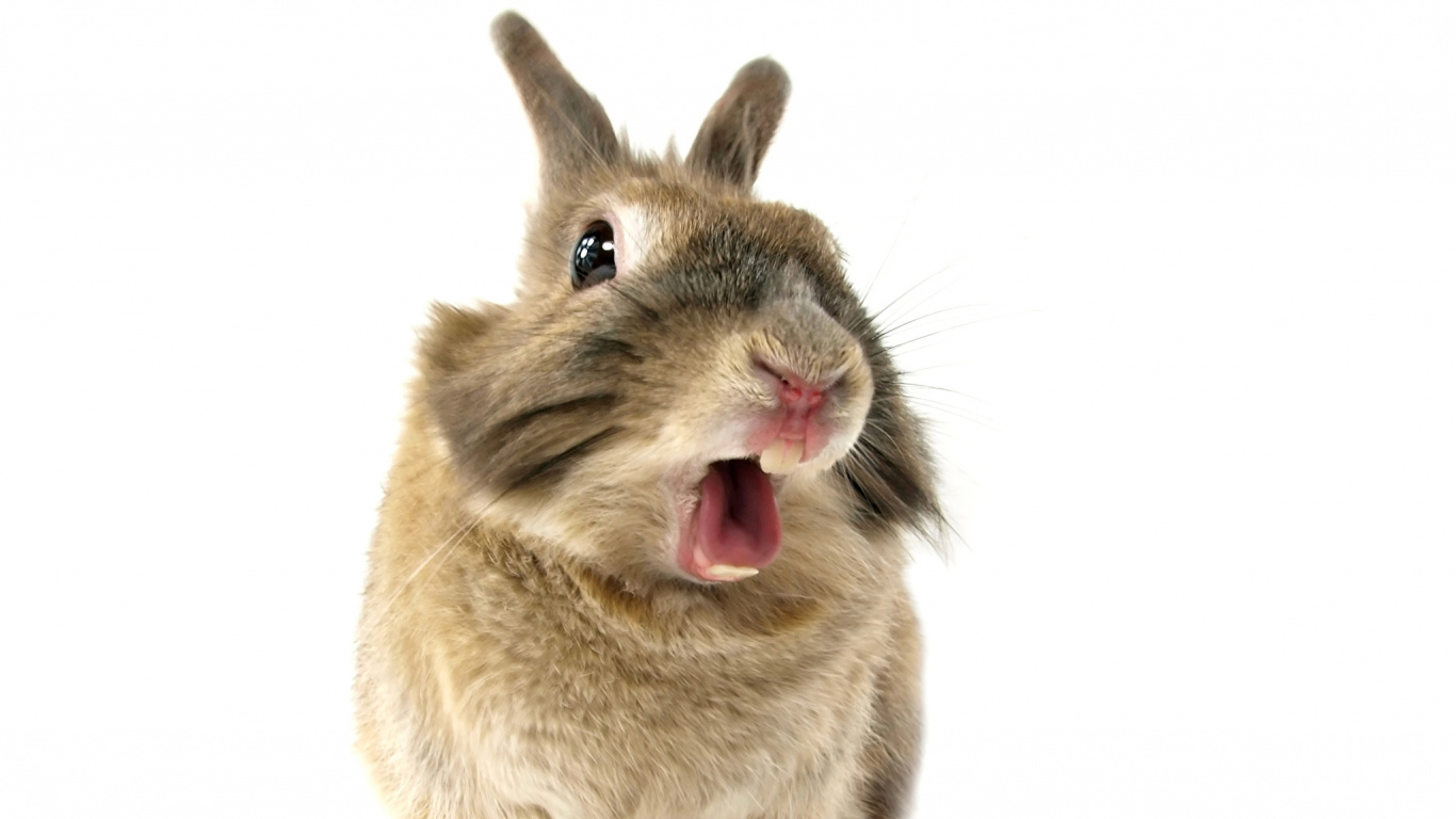 Обои хомячок, кролик, морда, бакенбарды, Байду в разрешении 1366x768