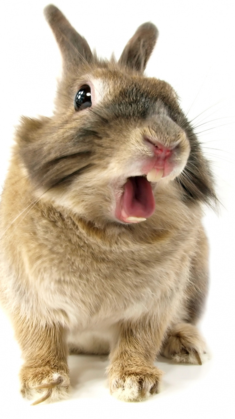 Обои хомячок, кролик, морда, бакенбарды, Байду в разрешении 750x1334