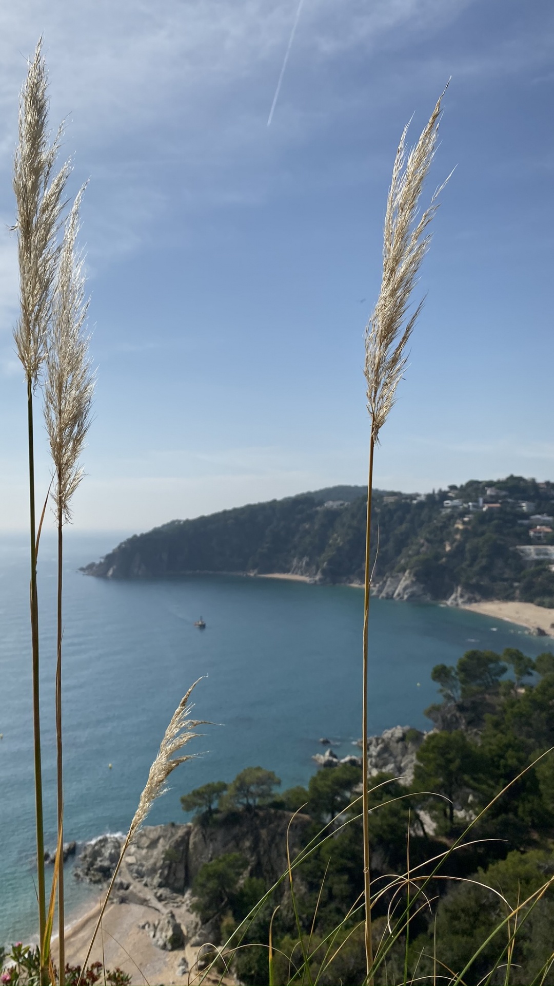 Обои море, пальмовые рощи, вода, трава, водоем в разрешении 1080x1920