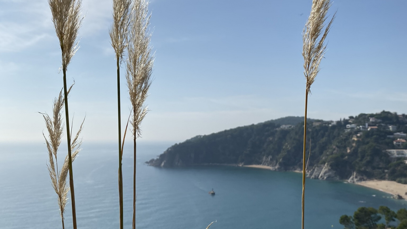 Обои море, пальмовые рощи, вода, трава, водоем в разрешении 1366x768