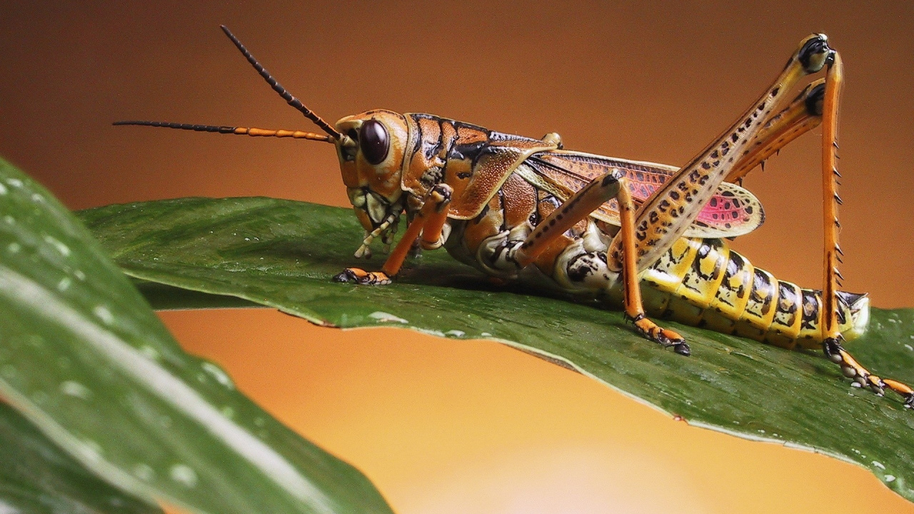 Обои саранча, насекомое, членистоногое, беспозвоночные, макросъемка в разрешении 1280x720