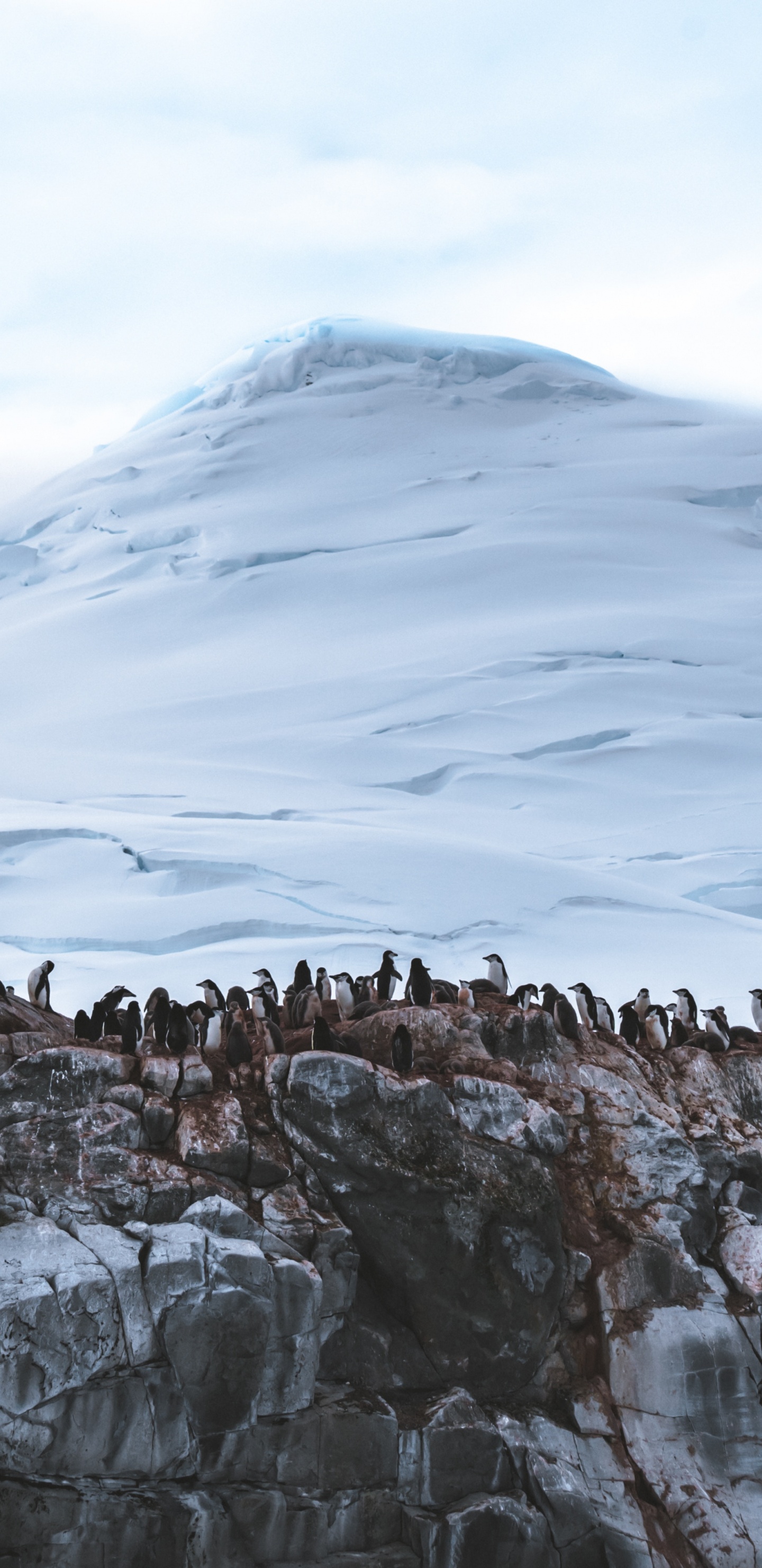 Обои ледник, гора, ледяная форма, горный хребет, снег в разрешении 1440x2960