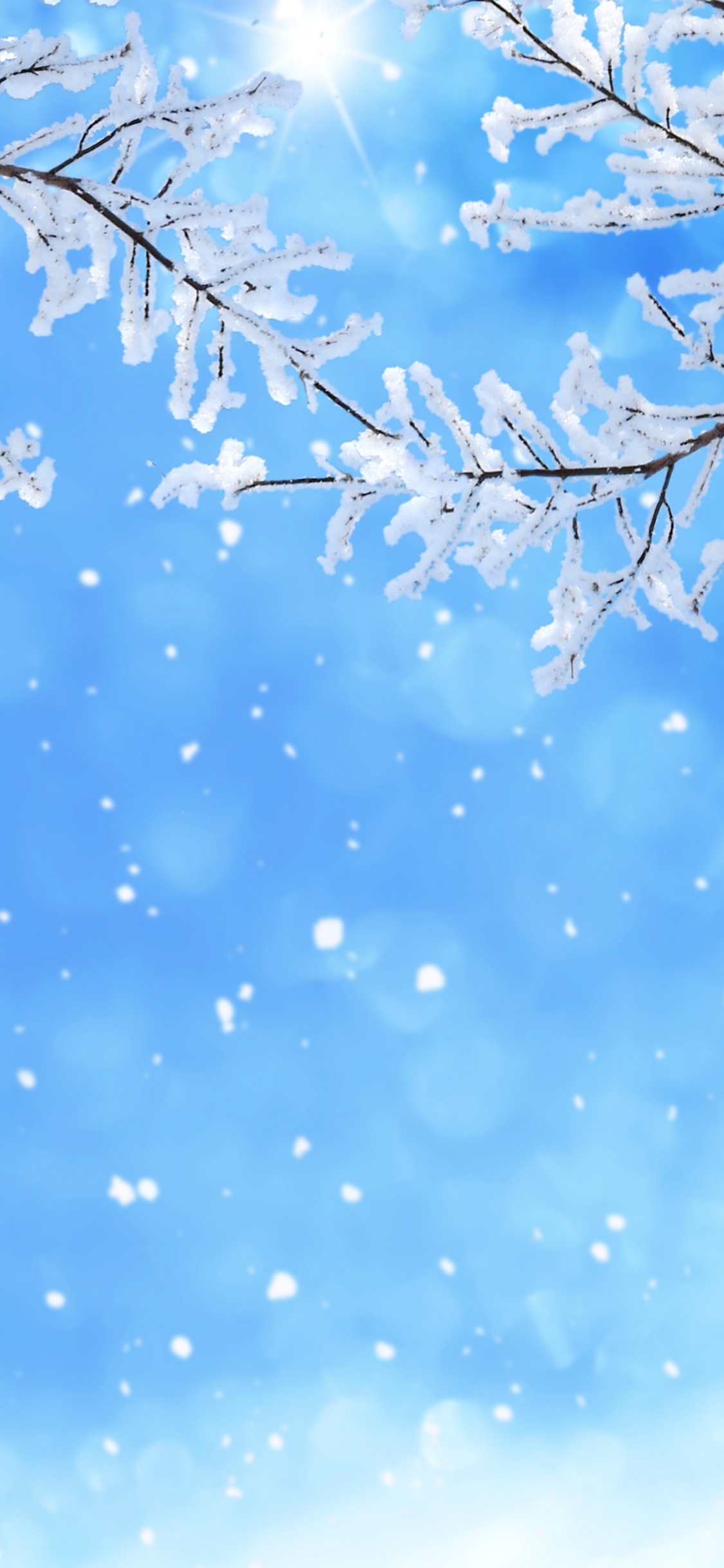 Обои снег, зима, синий, дневное время, ветвь в разрешении 1125x2436