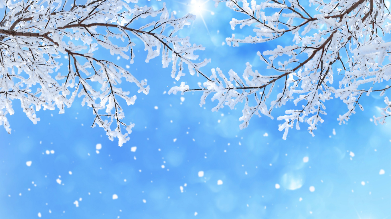 Обои снег, зима, синий, дневное время, ветвь в разрешении 1366x768