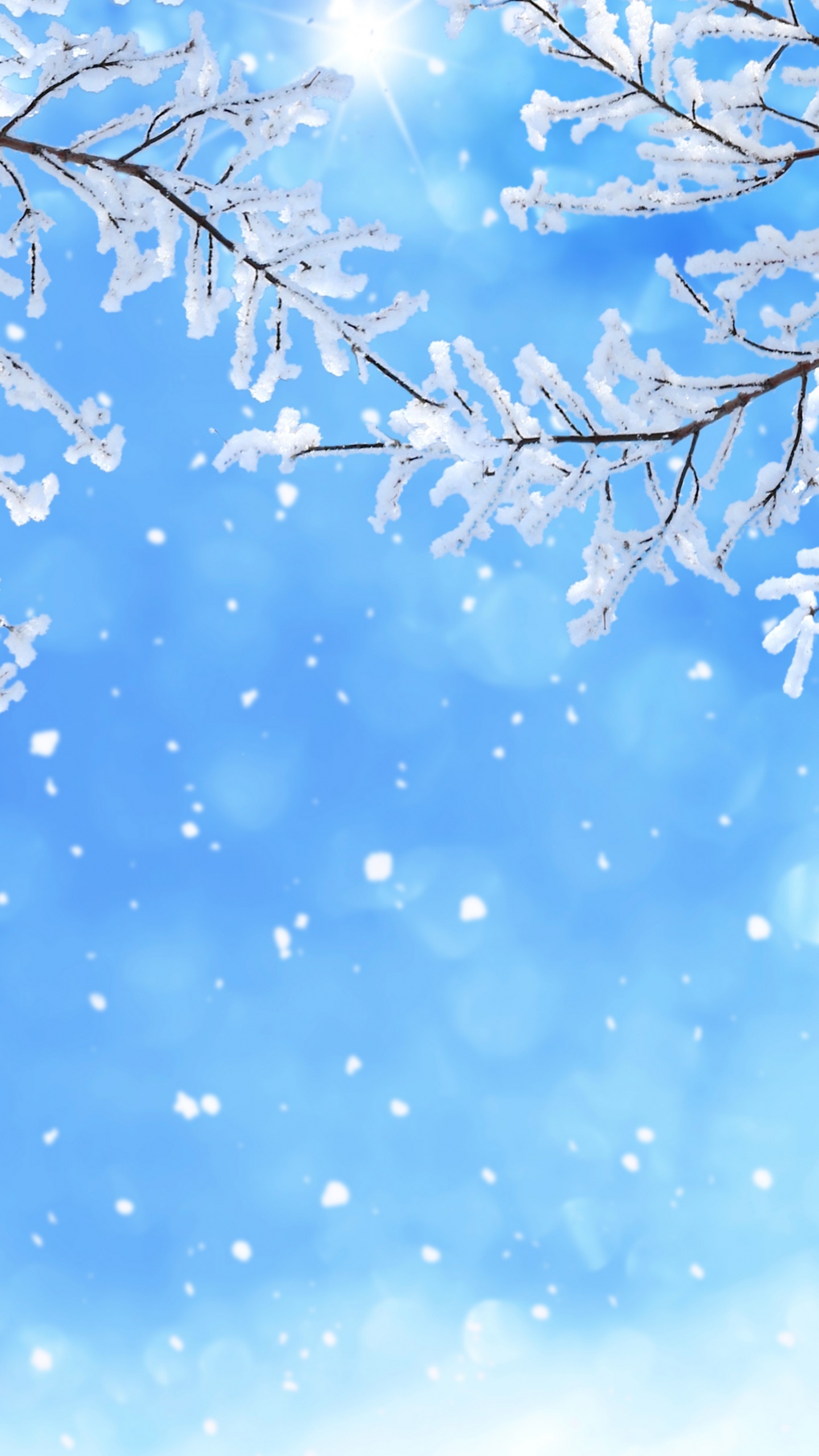 Обои снег, зима, синий, дневное время, ветвь в разрешении 1440x2560